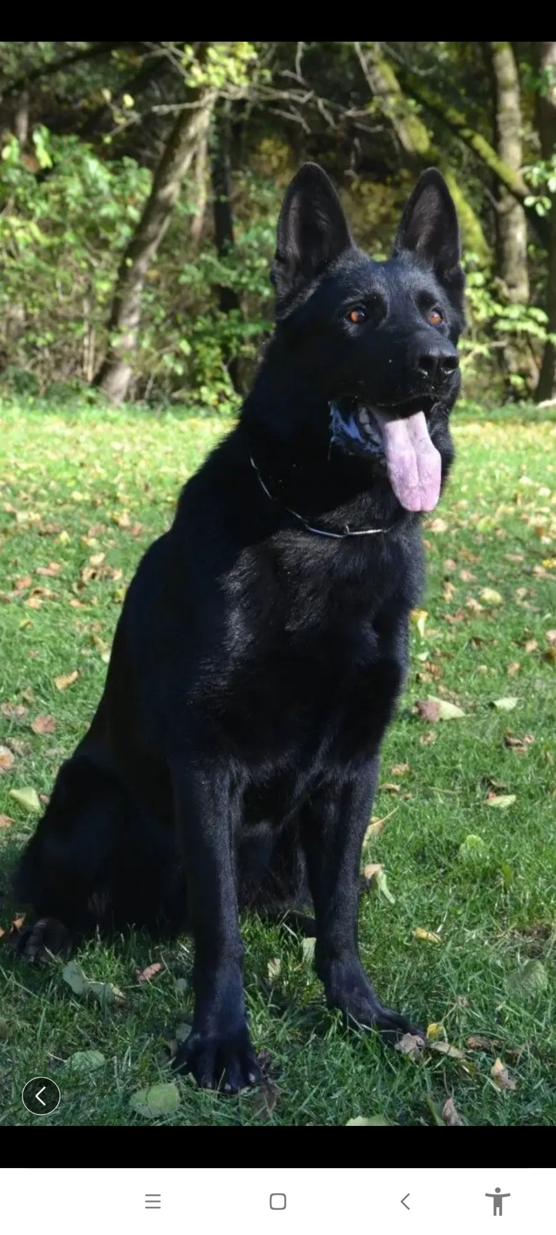 东德牧羊犬黑色标准图片