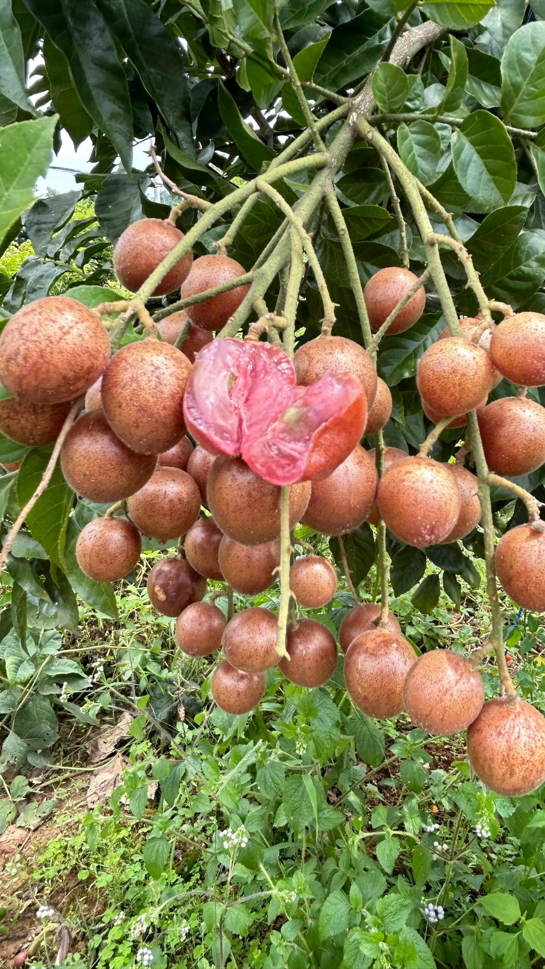 今年夏天吃不上桂味荔枝,吃点紫肉黄皮总该可以吧,成熟的紫肉黄皮个大