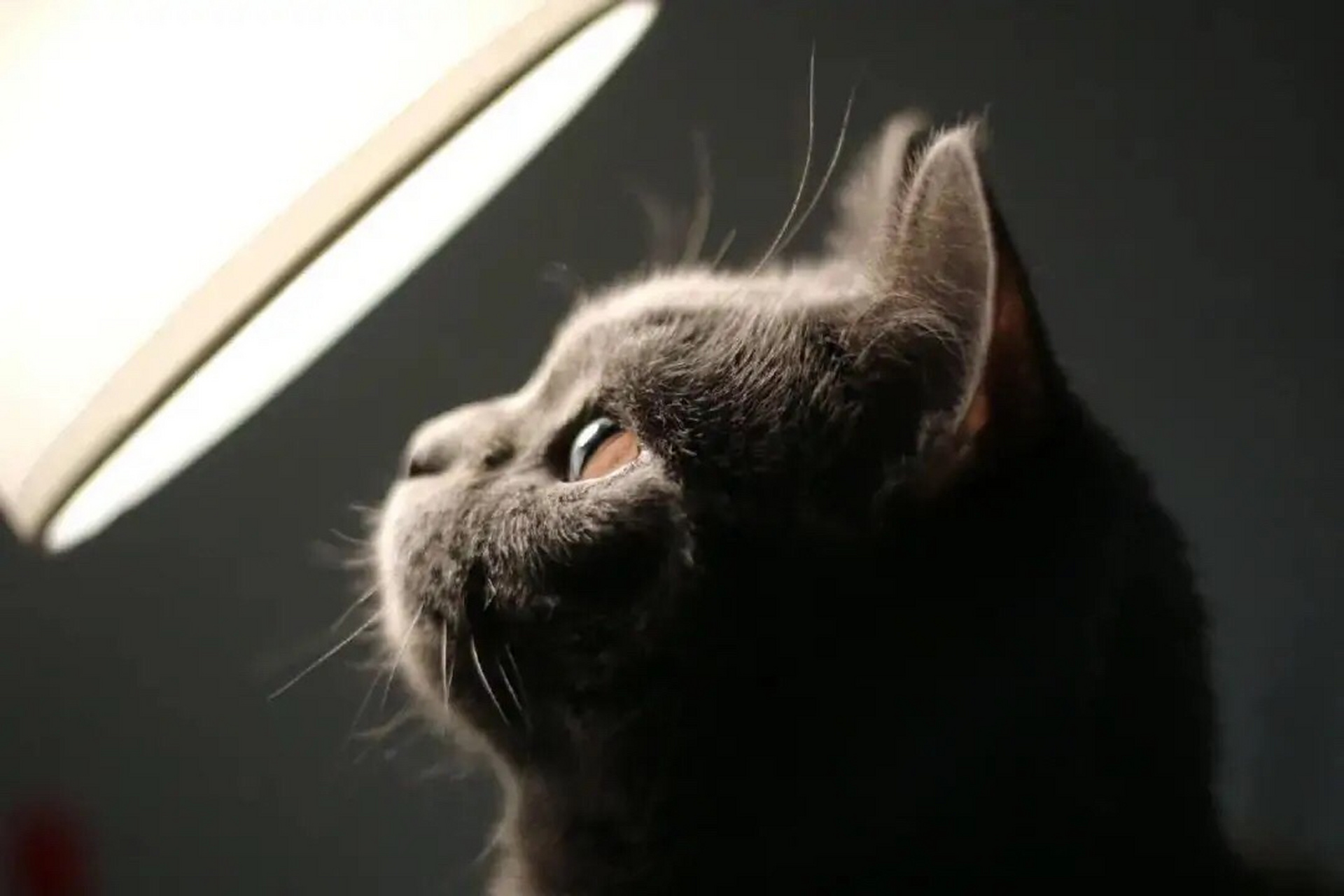 猫咪侧脸～ 真的直戳我的萌点啊啊啊～[大笑]