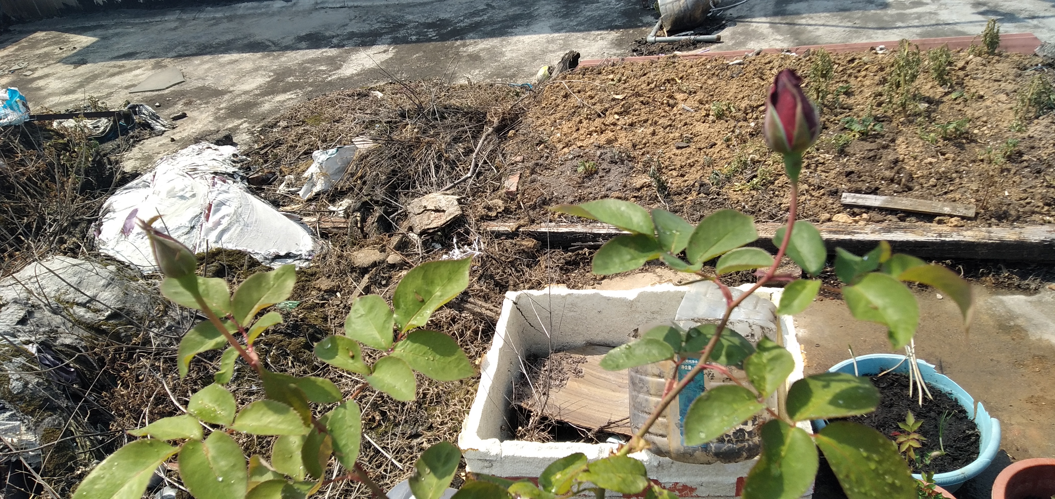 中国古老月季花紫荷,中国古老月季花银红牡丹,中国古老月季花赤龙含珠