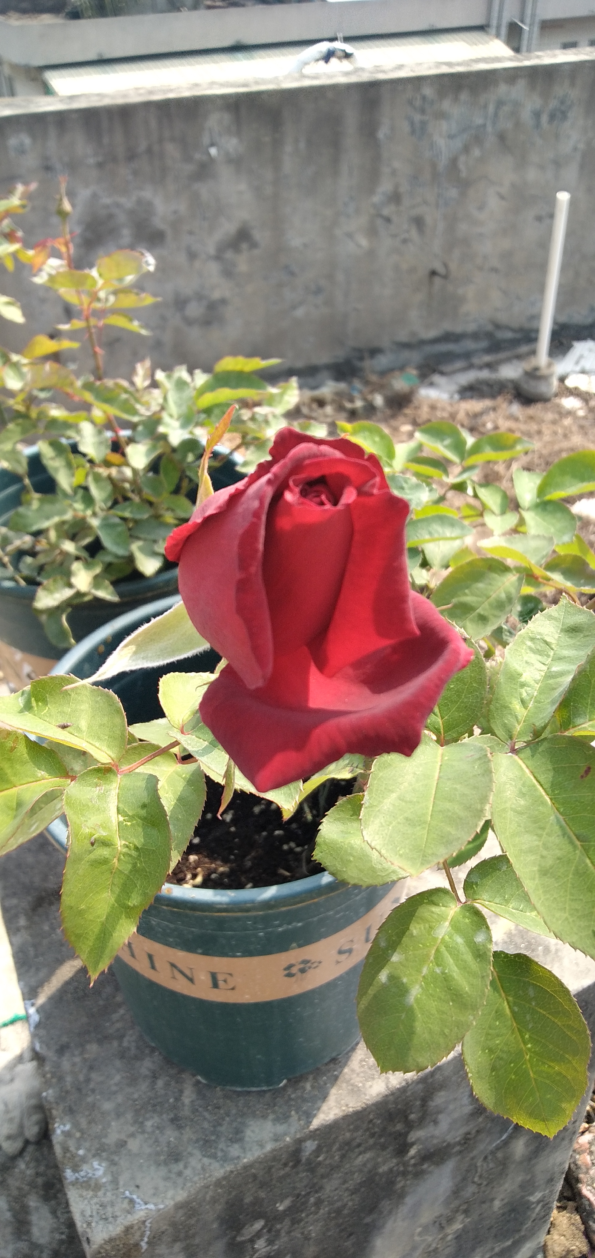 中国古老月季花紫荷,中国古老月季花银红牡丹,中国古老月季花赤龙含珠