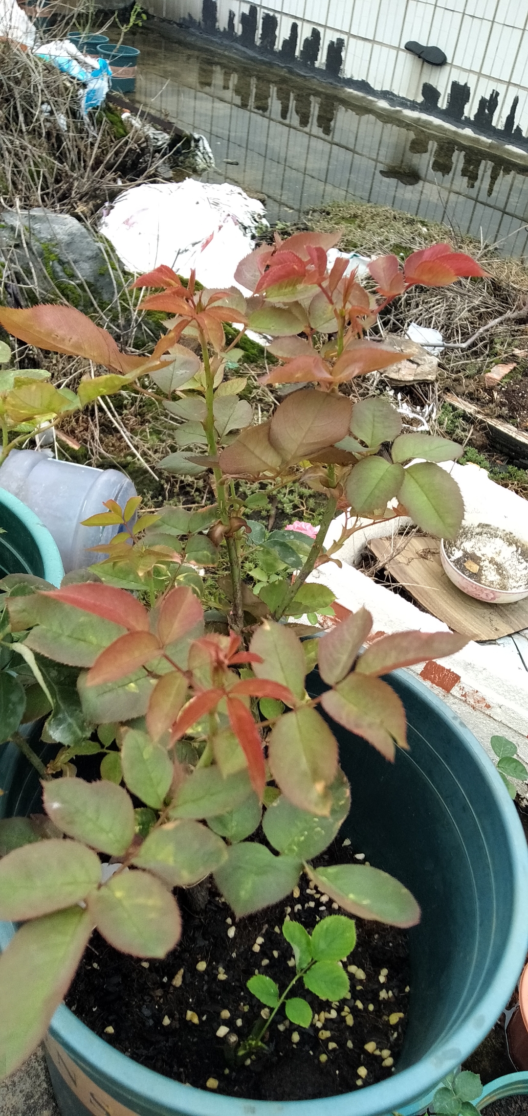 中国古老月季花紫香绒,中国古老月季花绿萼,空蒙,露西法,墨红玫瑰