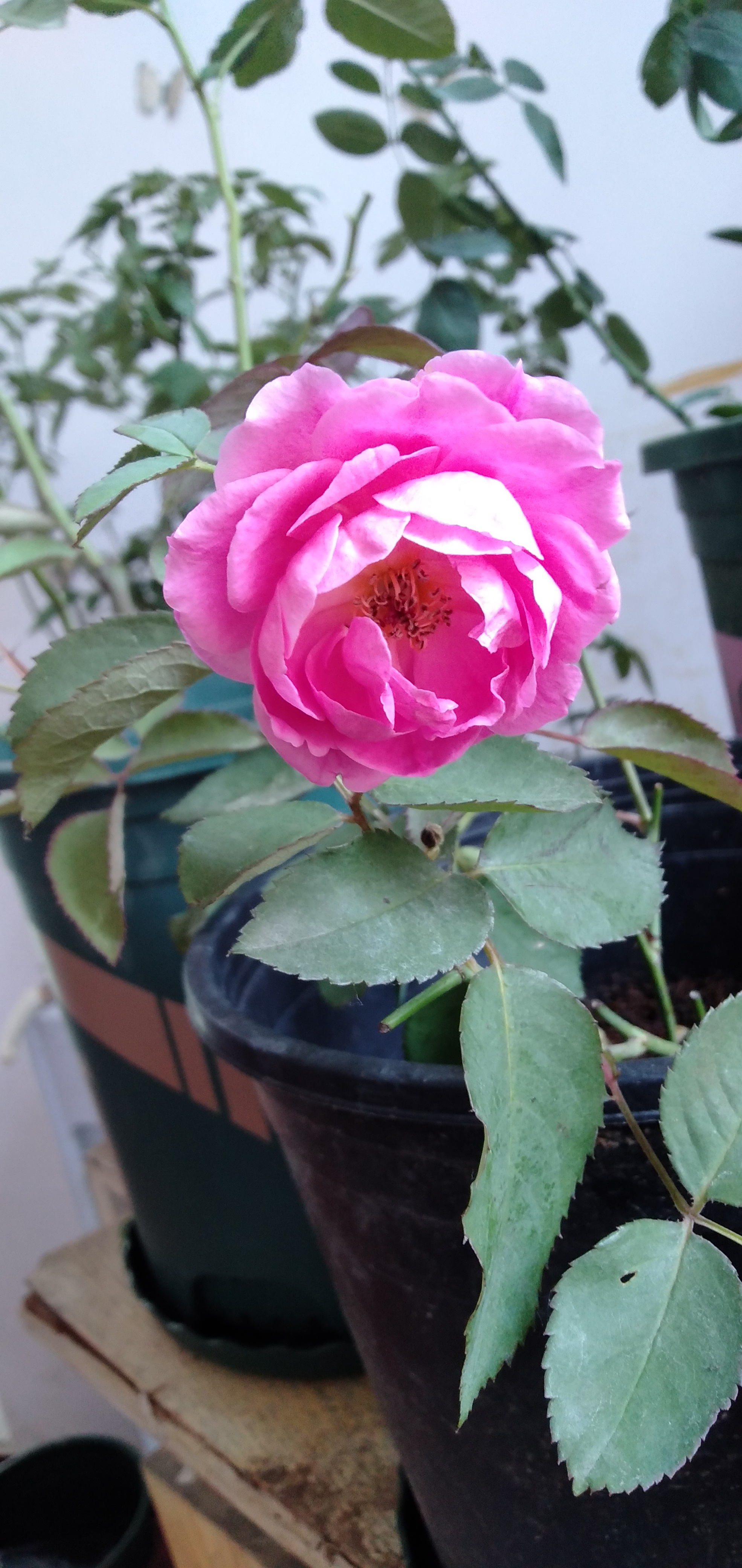 中国古老月季花紫荷,中国古老月季花银红牡丹,中国古老月季花赤龙含珠