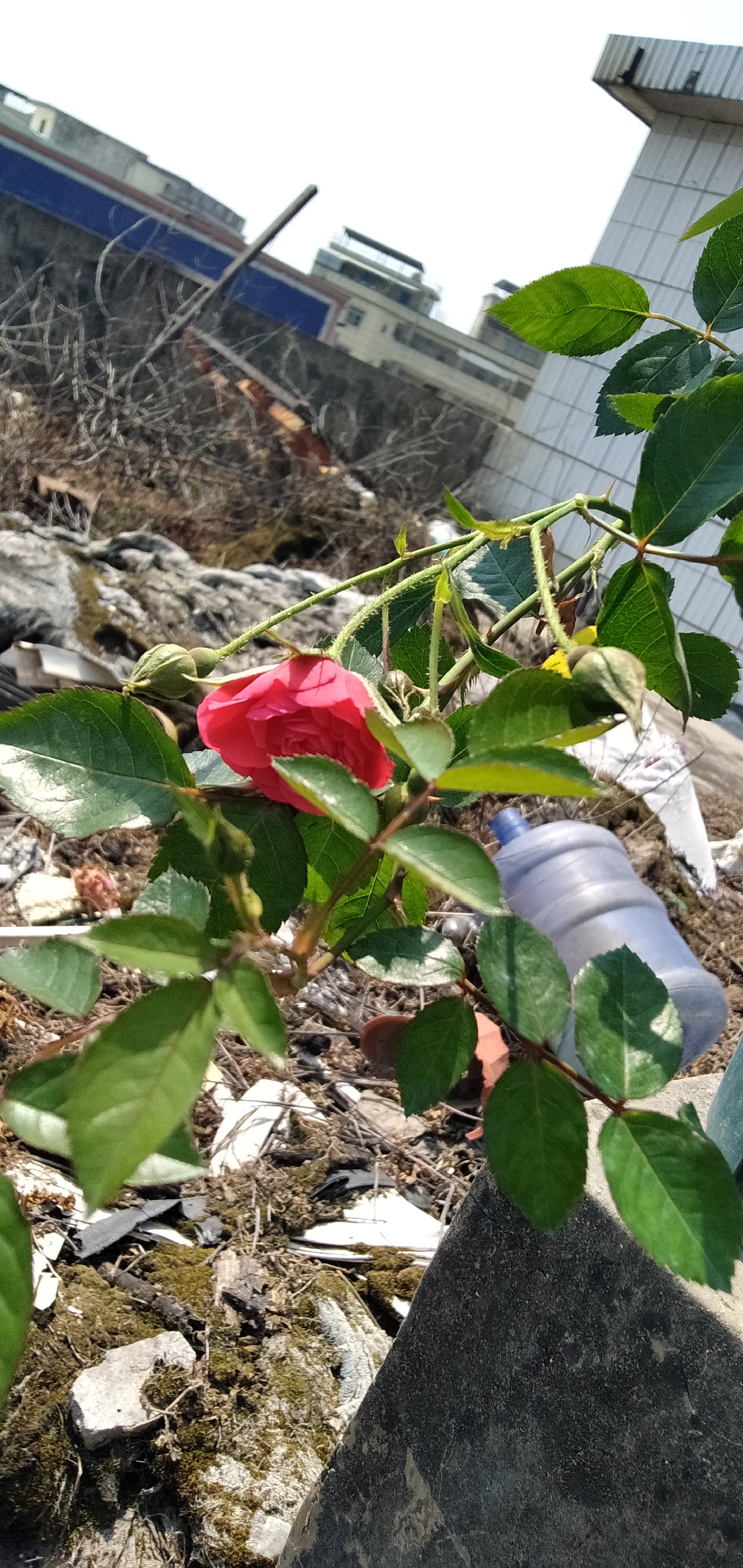 中国古老月季花紫荷,中国古老月季花银红牡丹,中国古老月季花赤龙含珠