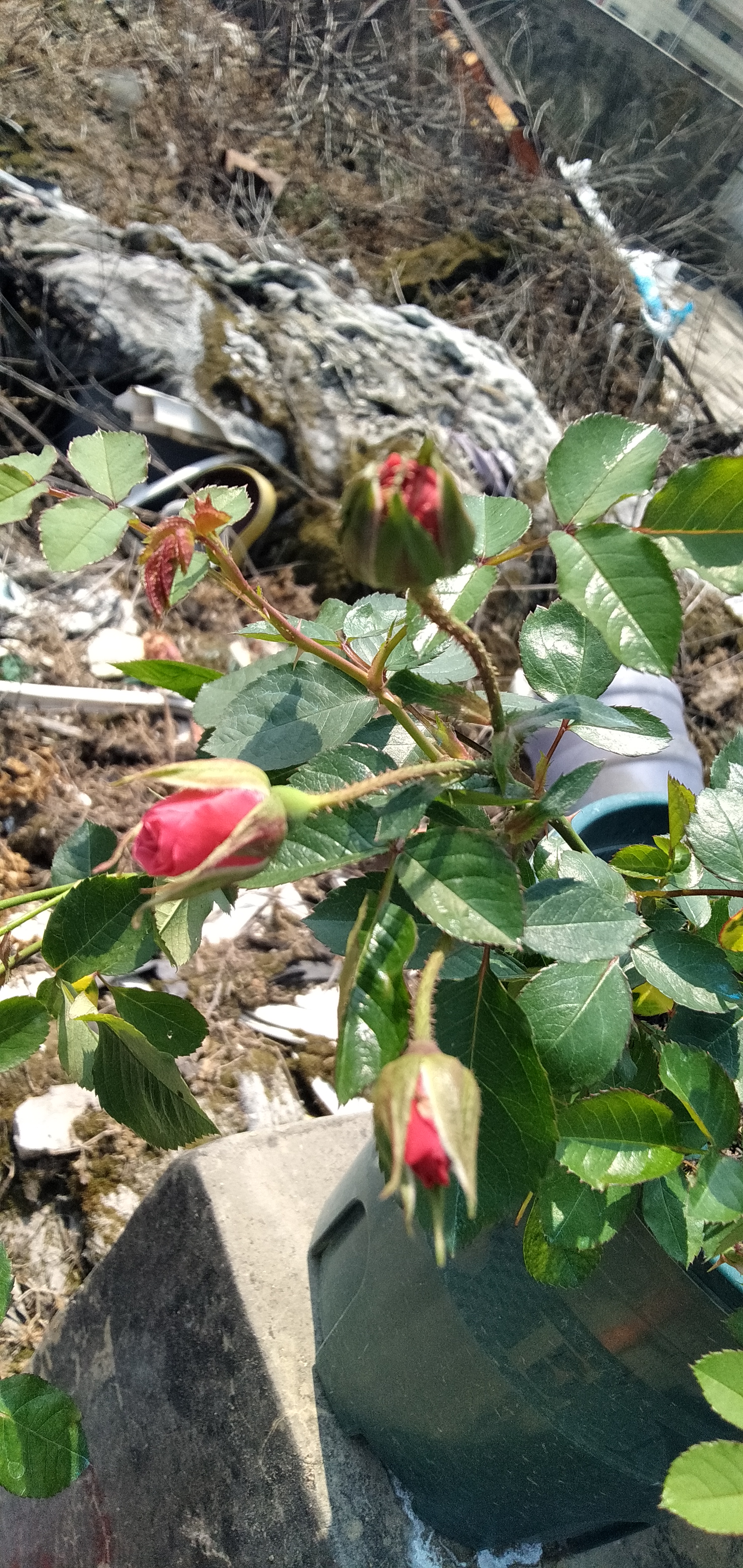 中国古老月季花紫荷,中国古老月季花银红牡丹,中国古老月季花赤龙含珠