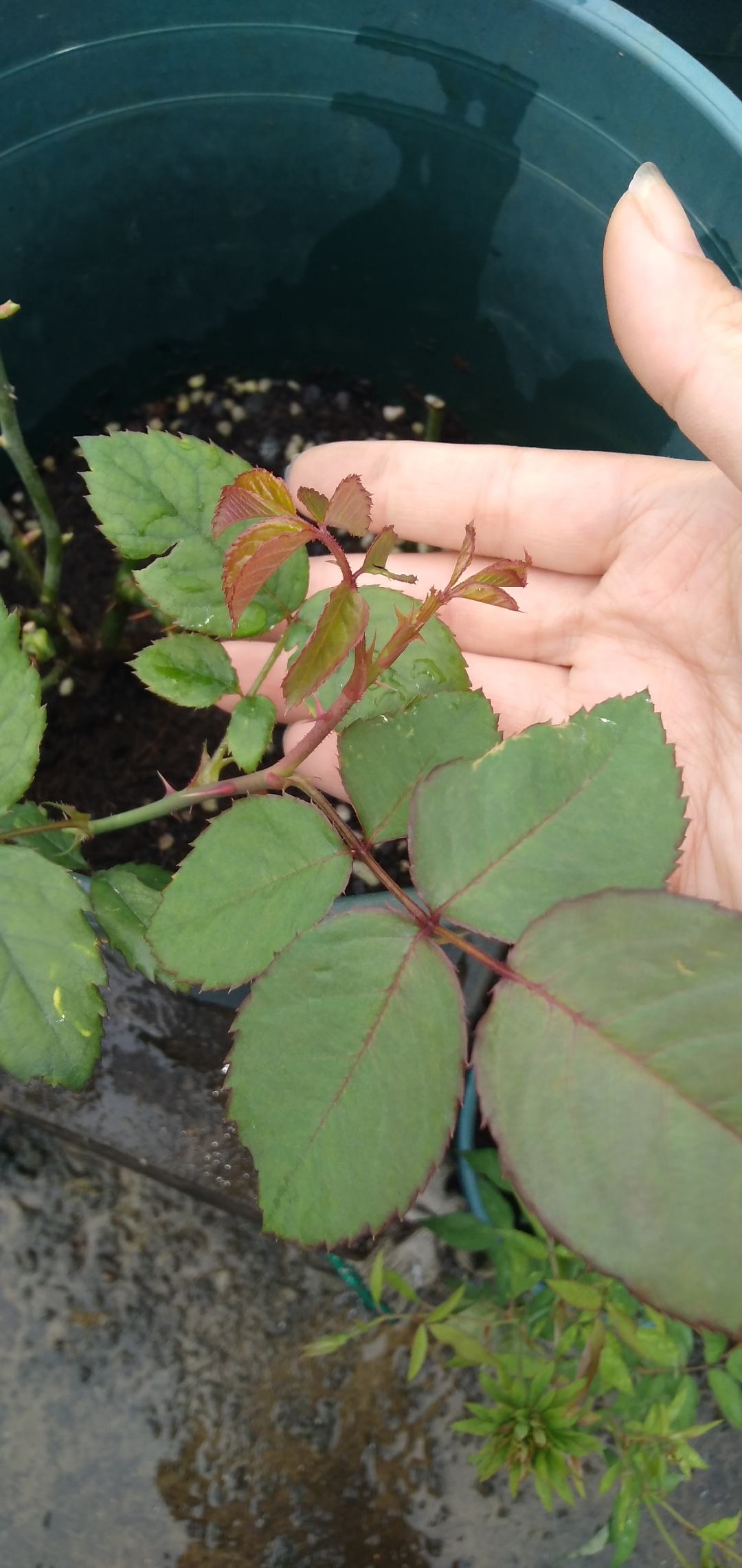 中国古老月季花绿萼,墨红玫瑰,金边玫瑰,银禧庆典