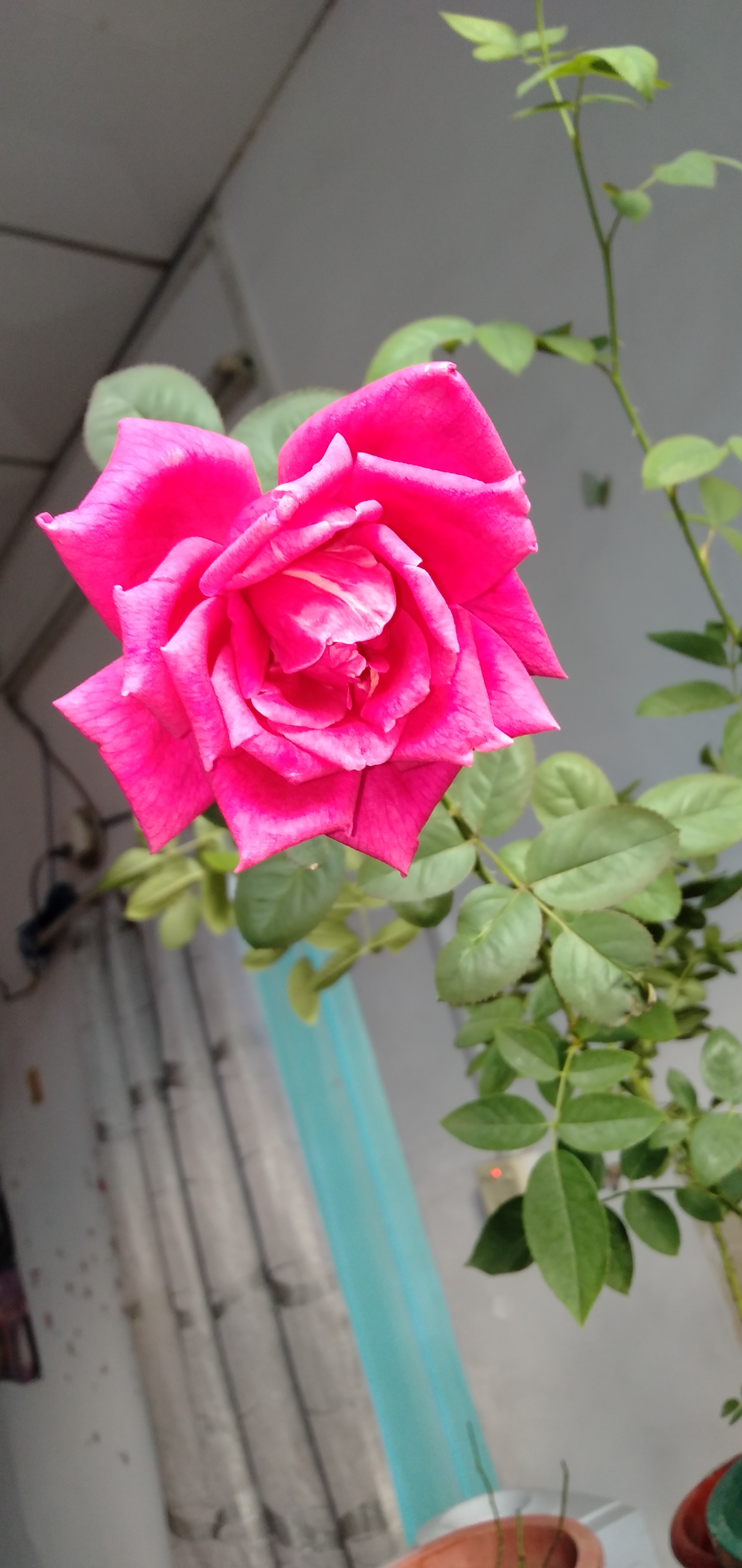 中国古老月季花紫荷,中国古老月季花银红牡丹,中国古老月季花赤龙含珠