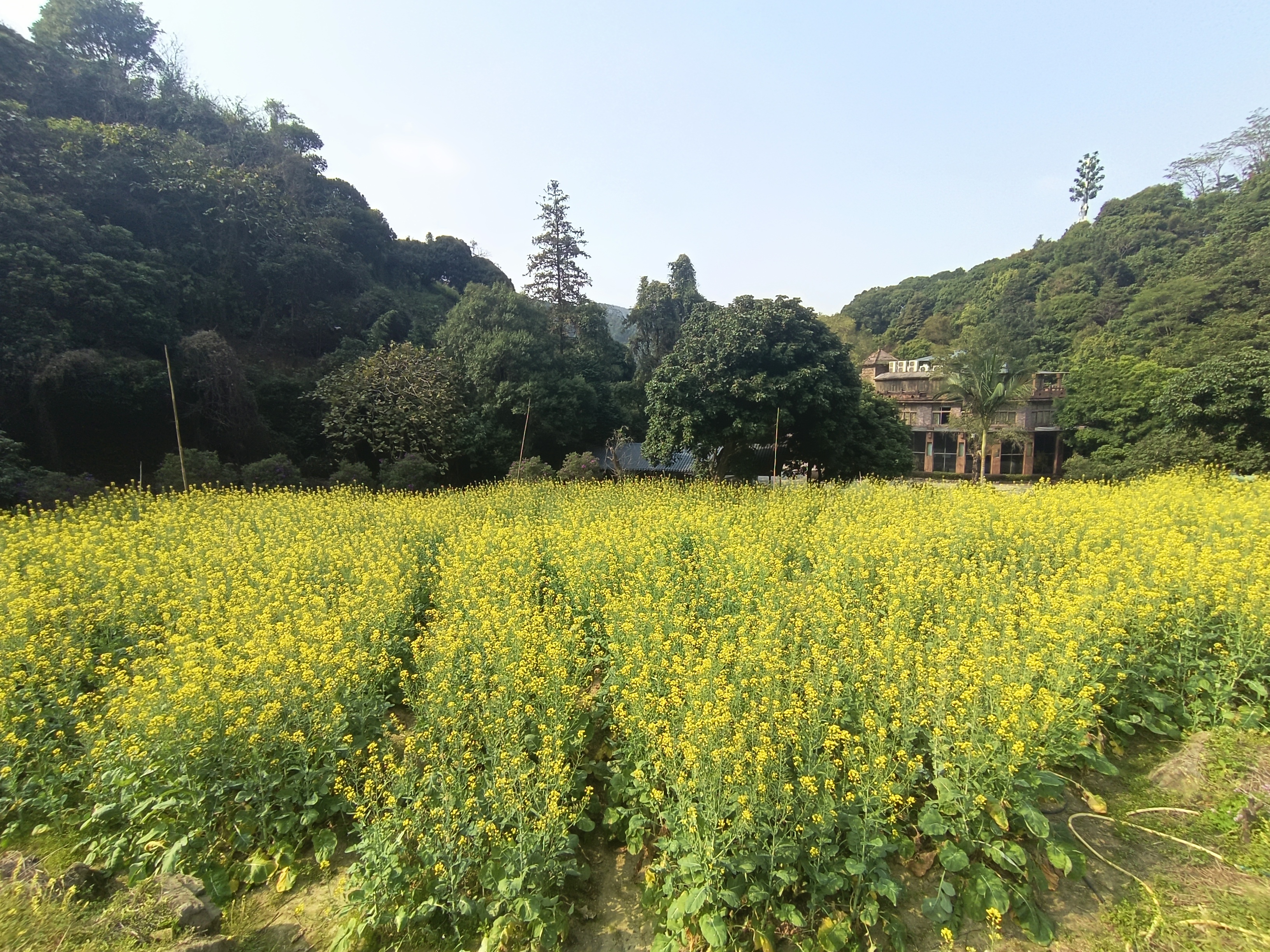 现在这个季节到处都说看油菜花,这是位于从化外婆家附近的一片油菜花