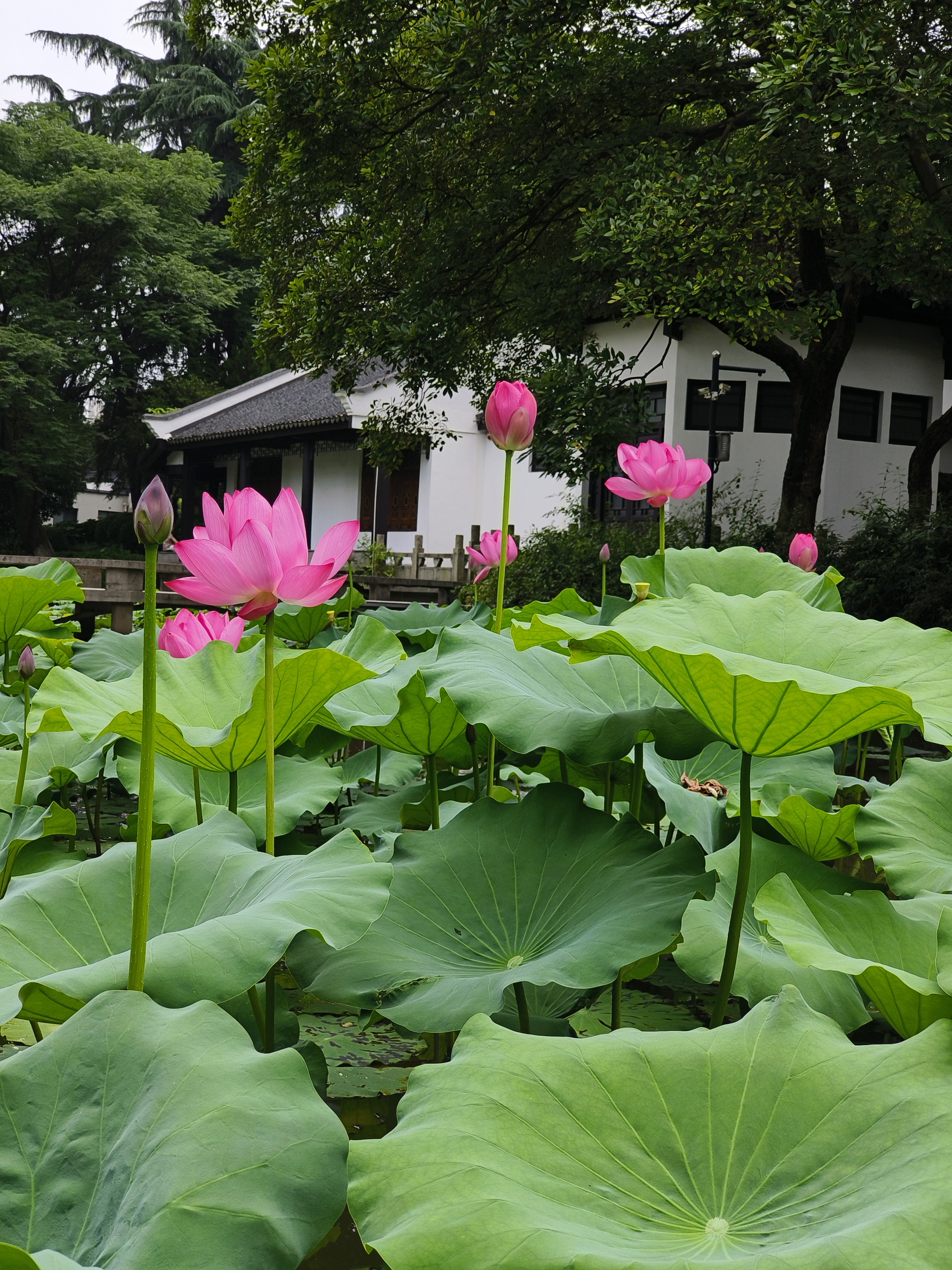 江南莲花开