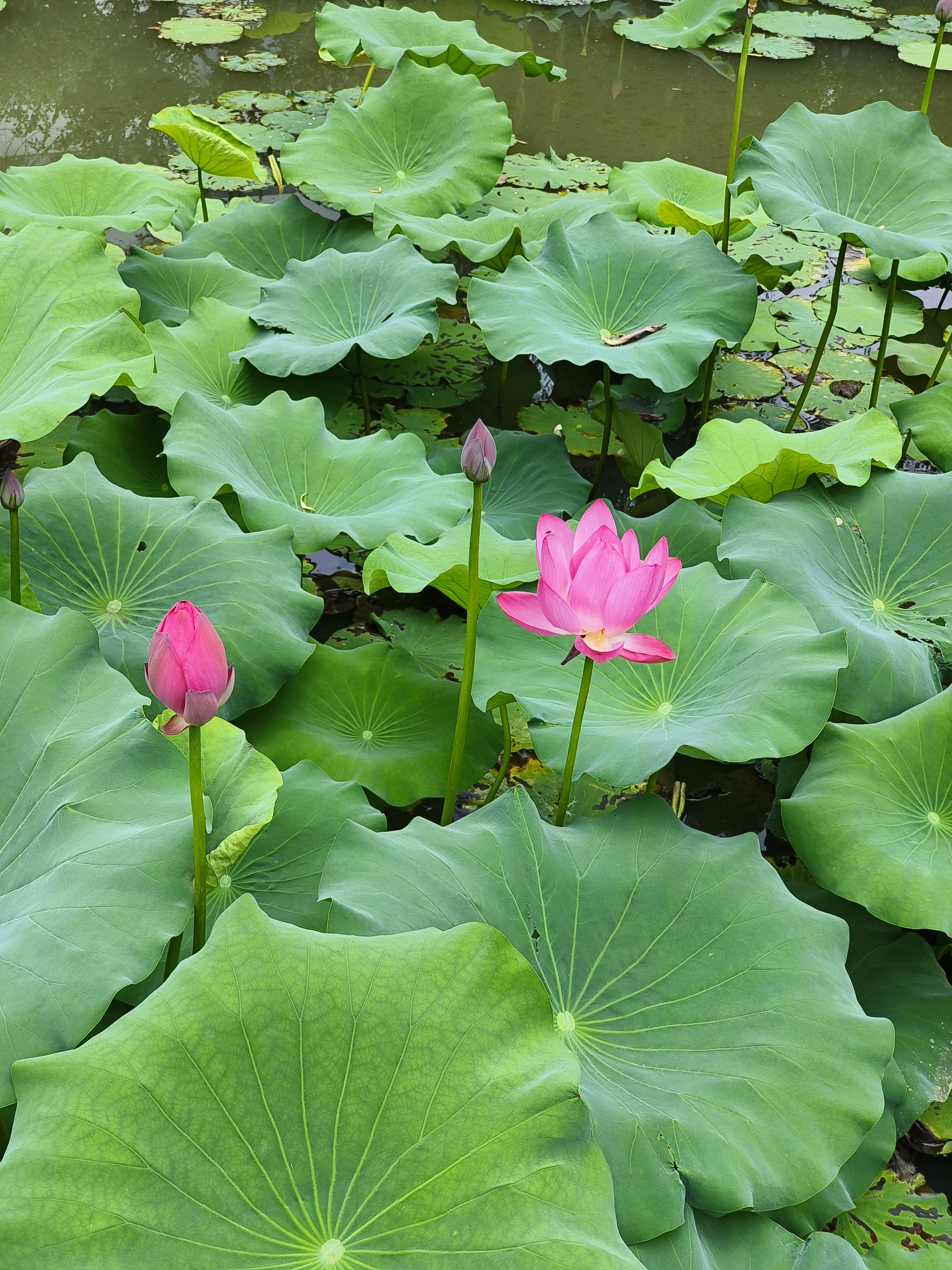 江南莲花开