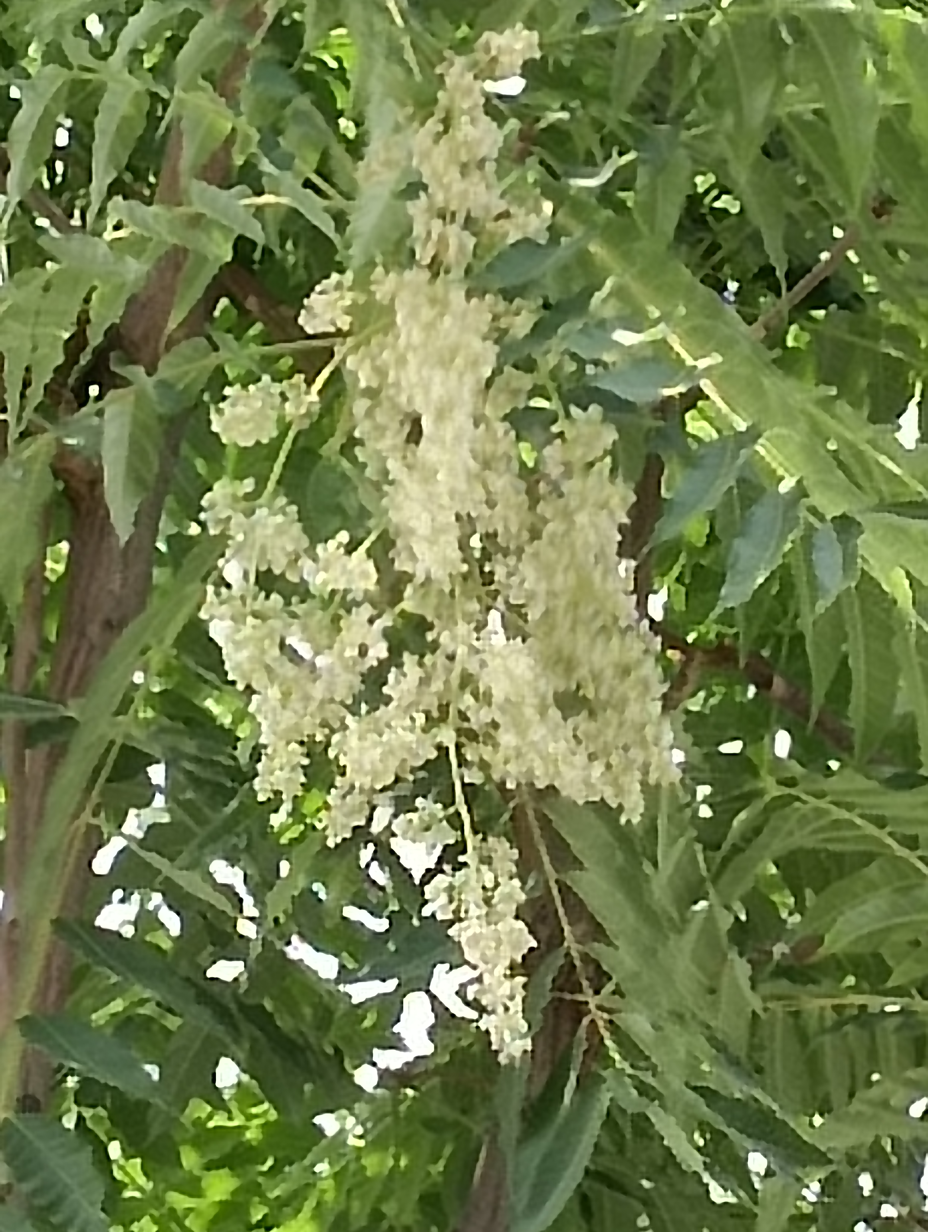 无意间看到,后院邻居家的香椿树开花了,整不明白了?