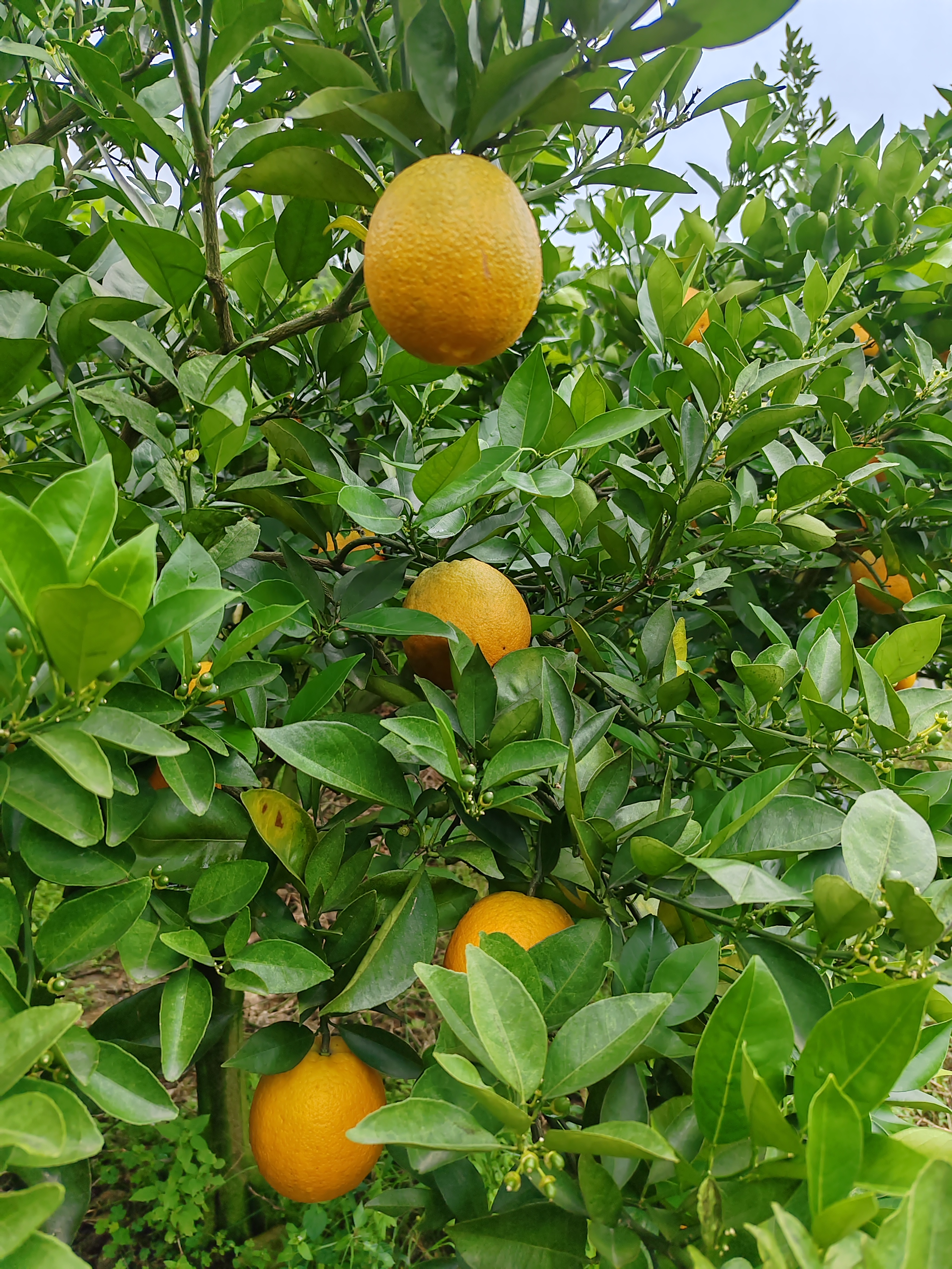 广西夏橙上市了