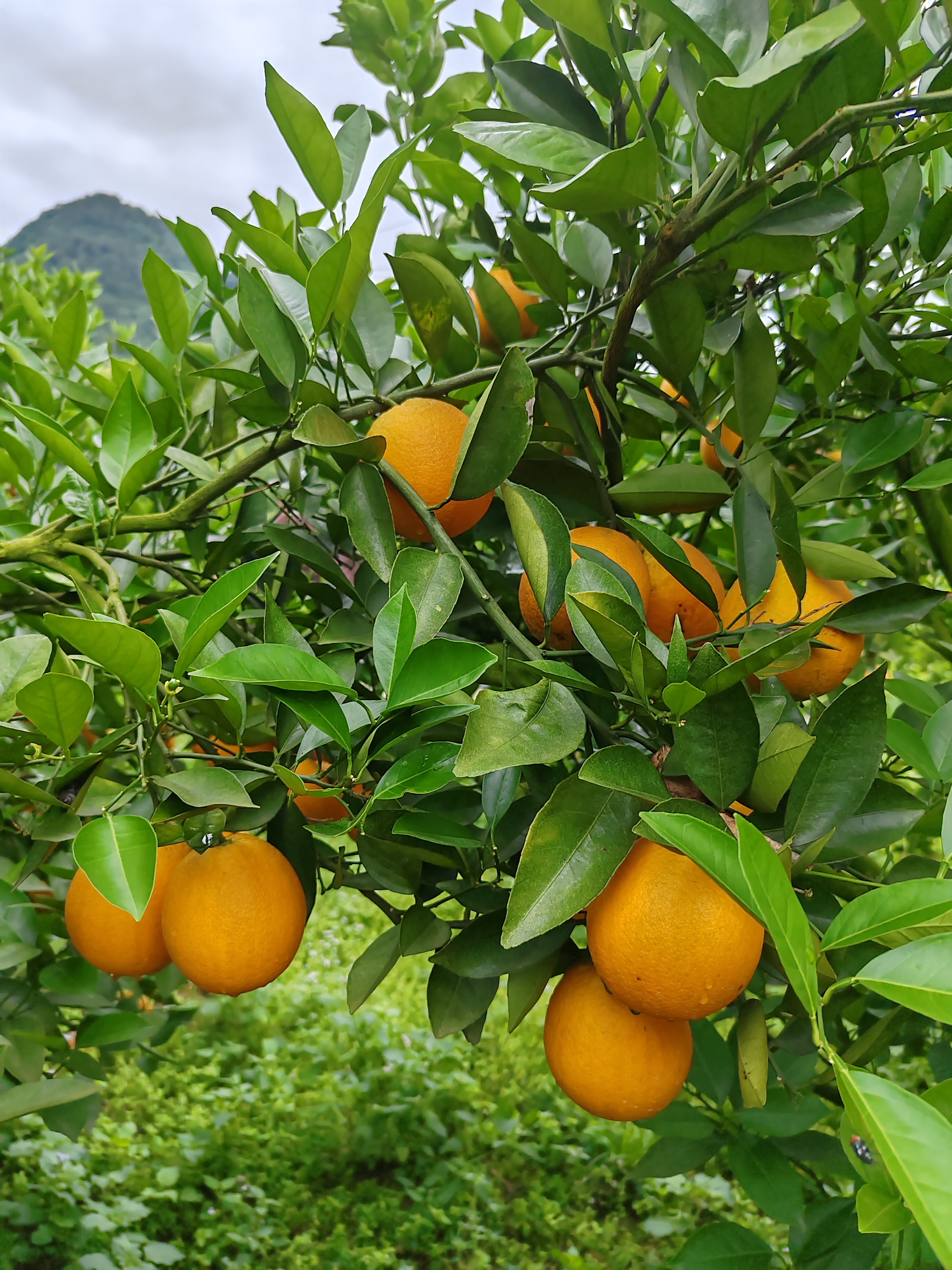 广西夏橙上市了