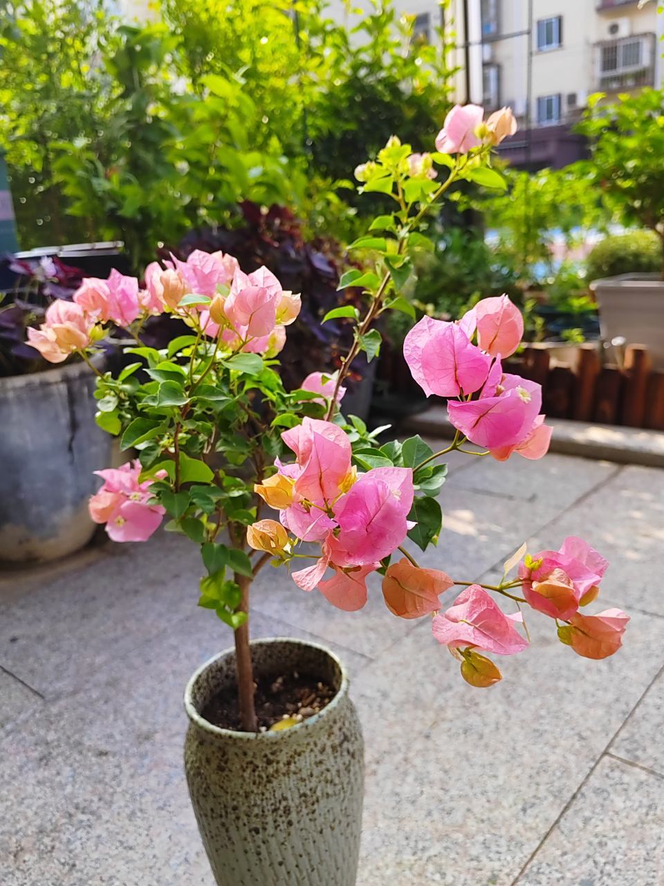 今天给花友们推荐一款勤花品种的三角梅,宫粉三角梅.