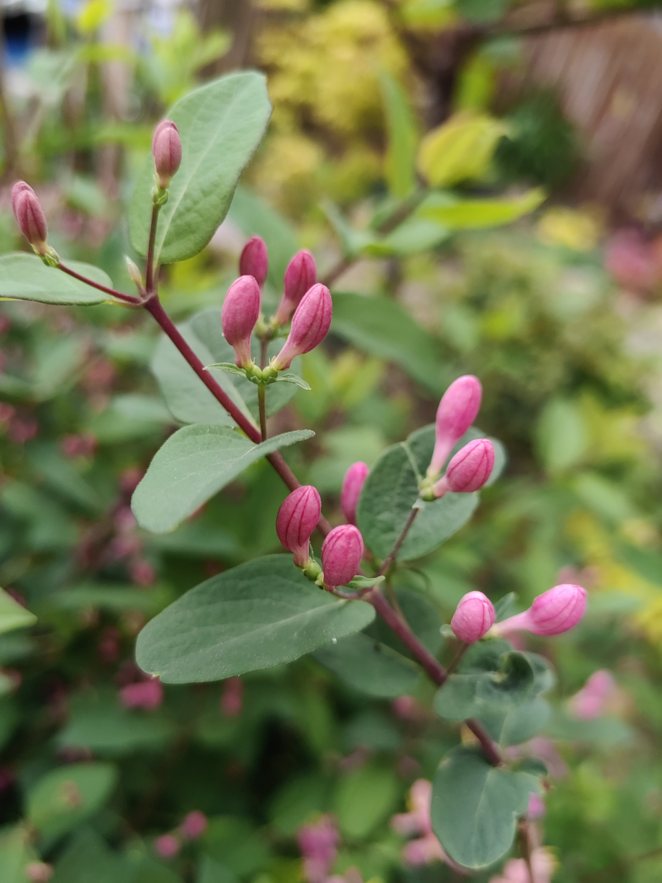 蓝叶忍冬开花了 小小的粉色花儿,点缀在绿叶间,像一只只活泼的精灵,迎