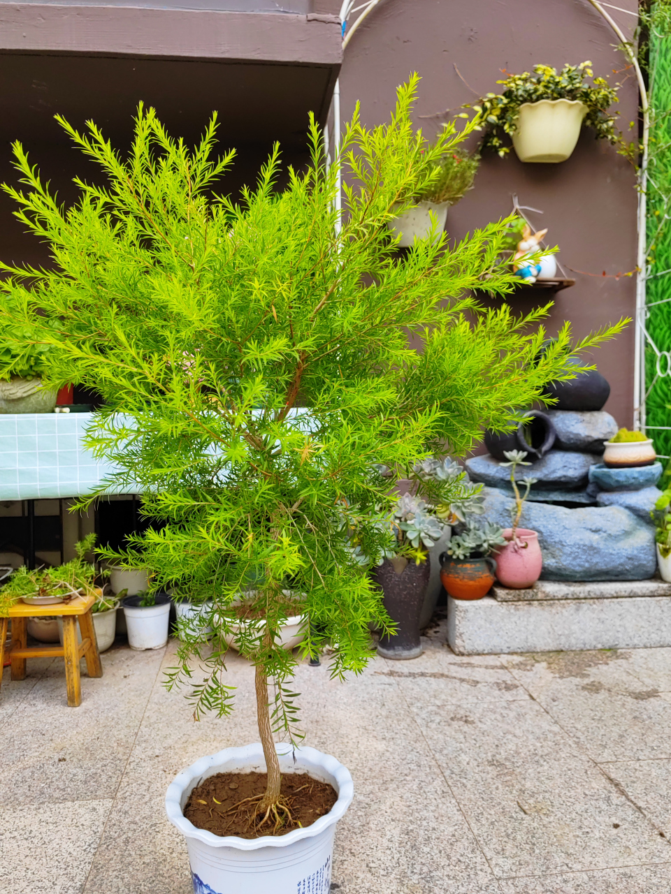 今天,小花园又迎来两个新品种,我最喜爱的黄金香柳和红舞姬.