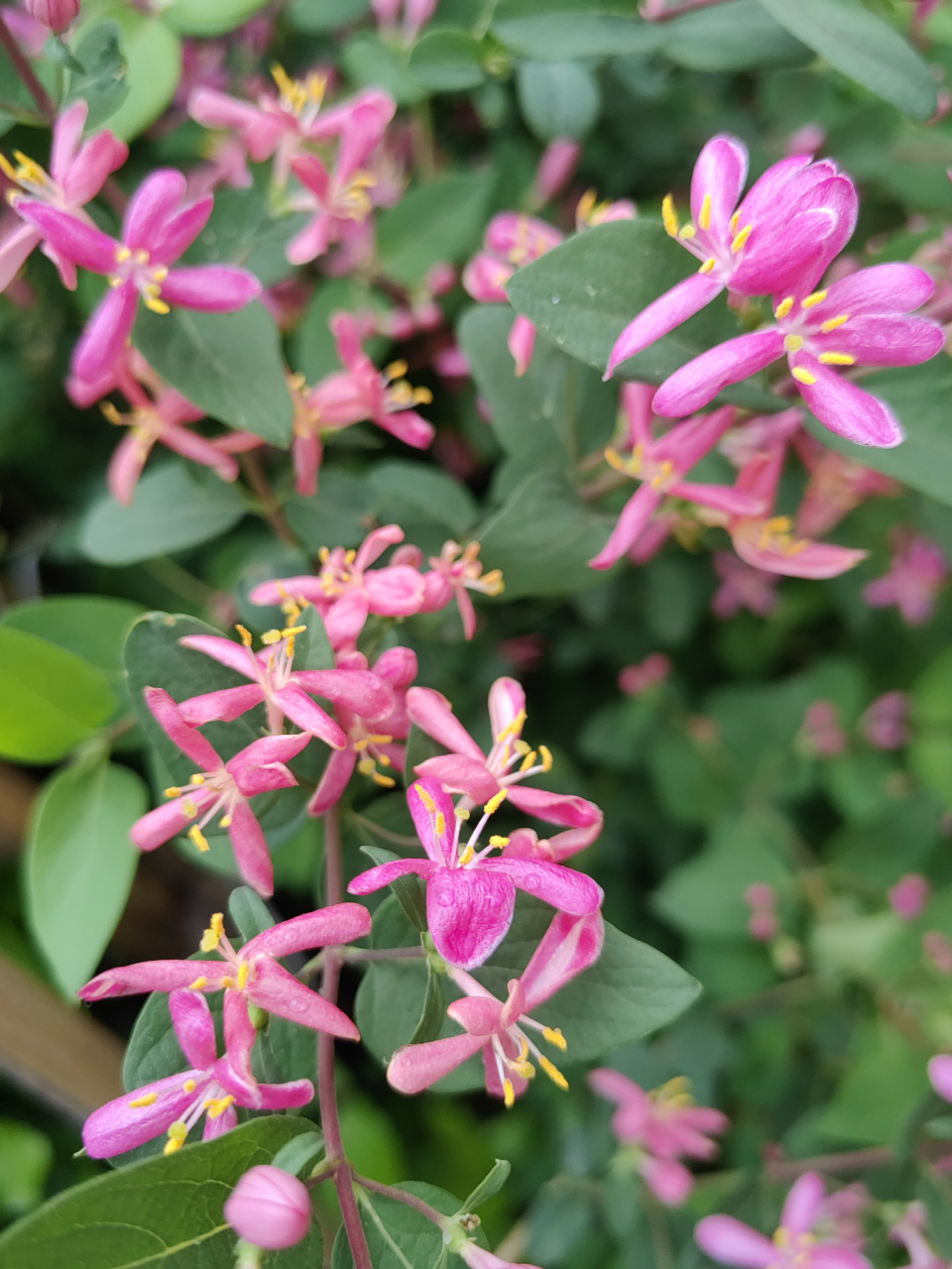 蓝叶忍冬开花了 小小的粉色花儿,点缀在绿叶间,像一只只活泼的精灵,迎