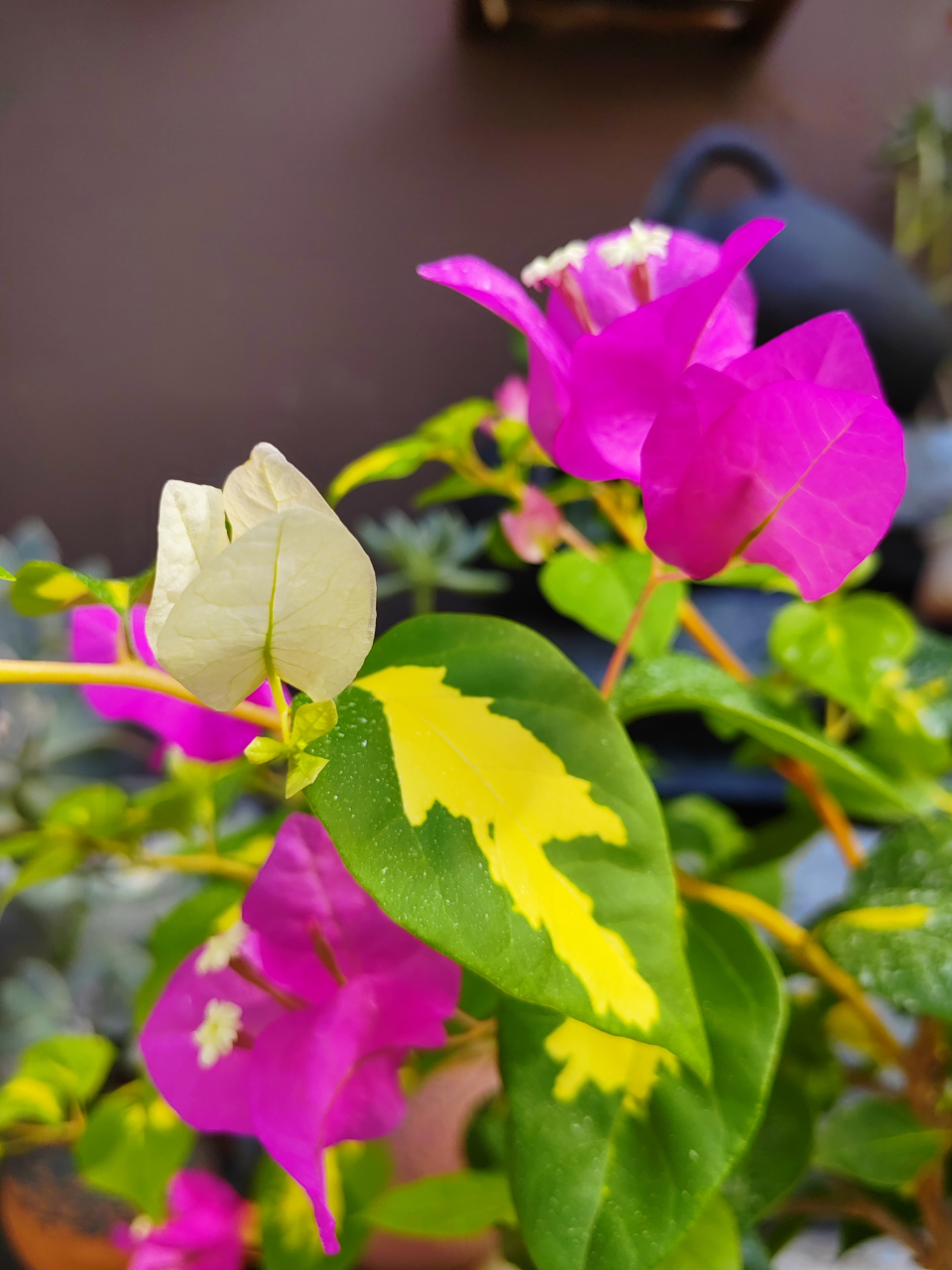 三角梅金心双色  桃红色,白色,配上金心油亮的叶子 ,非常靓丽.