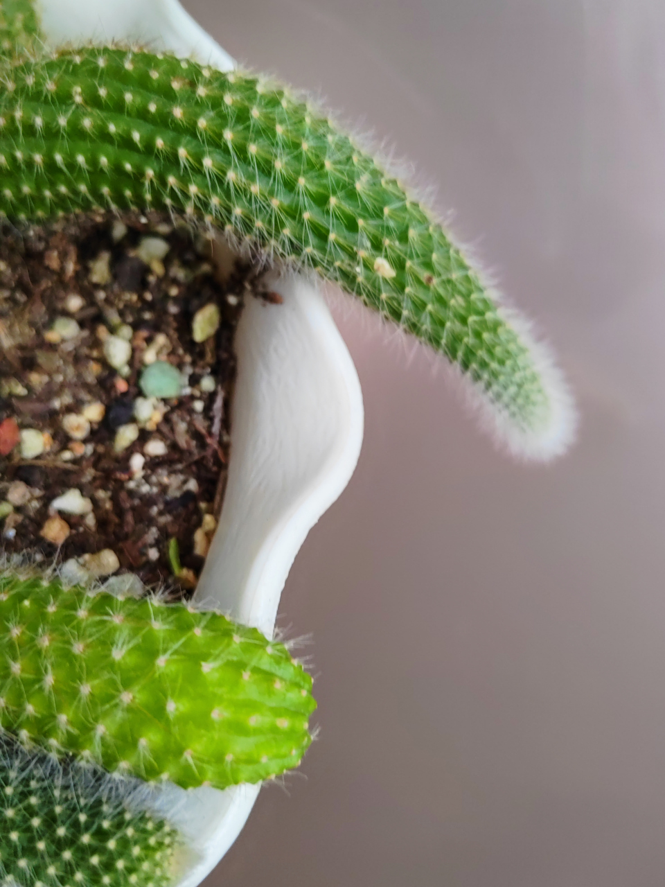 九尾狐 白色的尾巴 又漂亮 又萌哒哒!