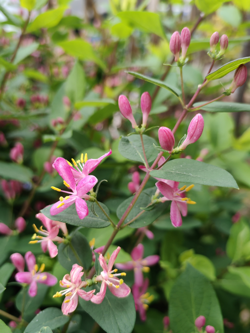 蓝叶忍冬开花了 小小的粉色花儿,点缀在绿叶间,像一只只活泼的精灵,迎