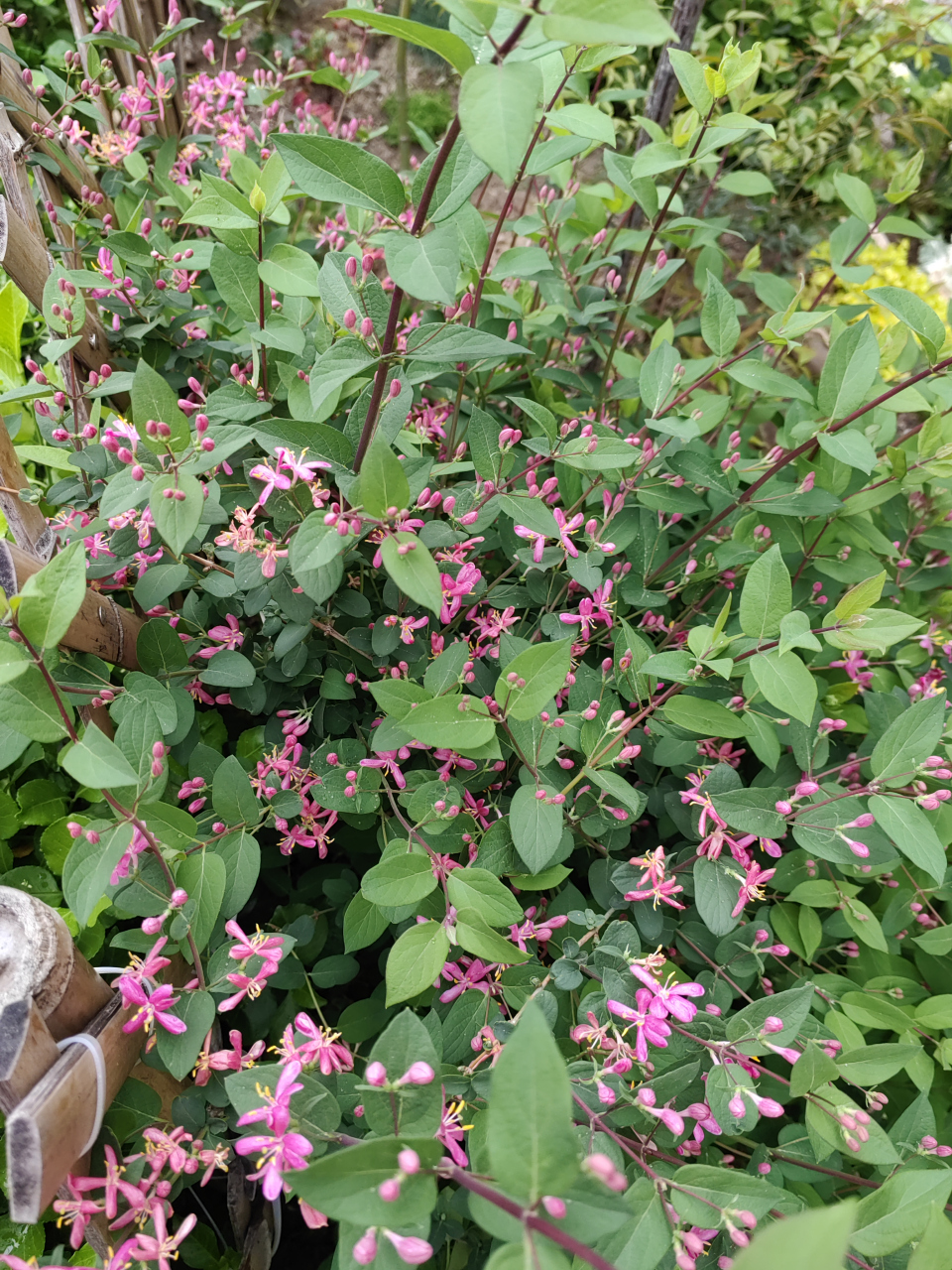 蓝叶忍冬开花了 小小的粉色花儿,点缀在绿叶间,像一只只活泼的精灵,迎