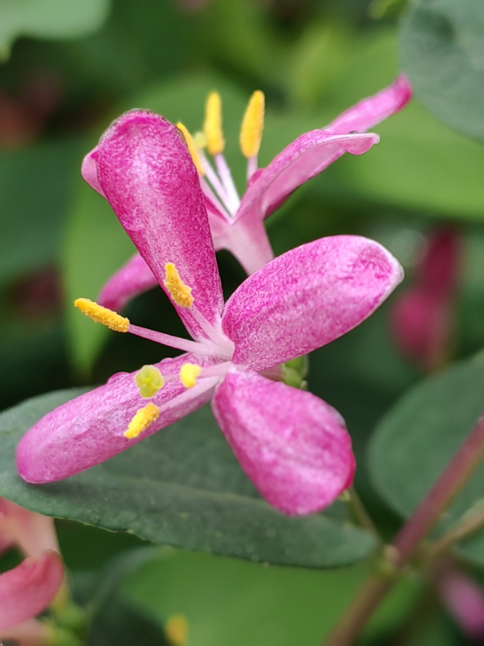 蓝叶忍冬开花了 小小的粉色花儿,点缀在绿叶间,像一只只活泼的精灵,迎