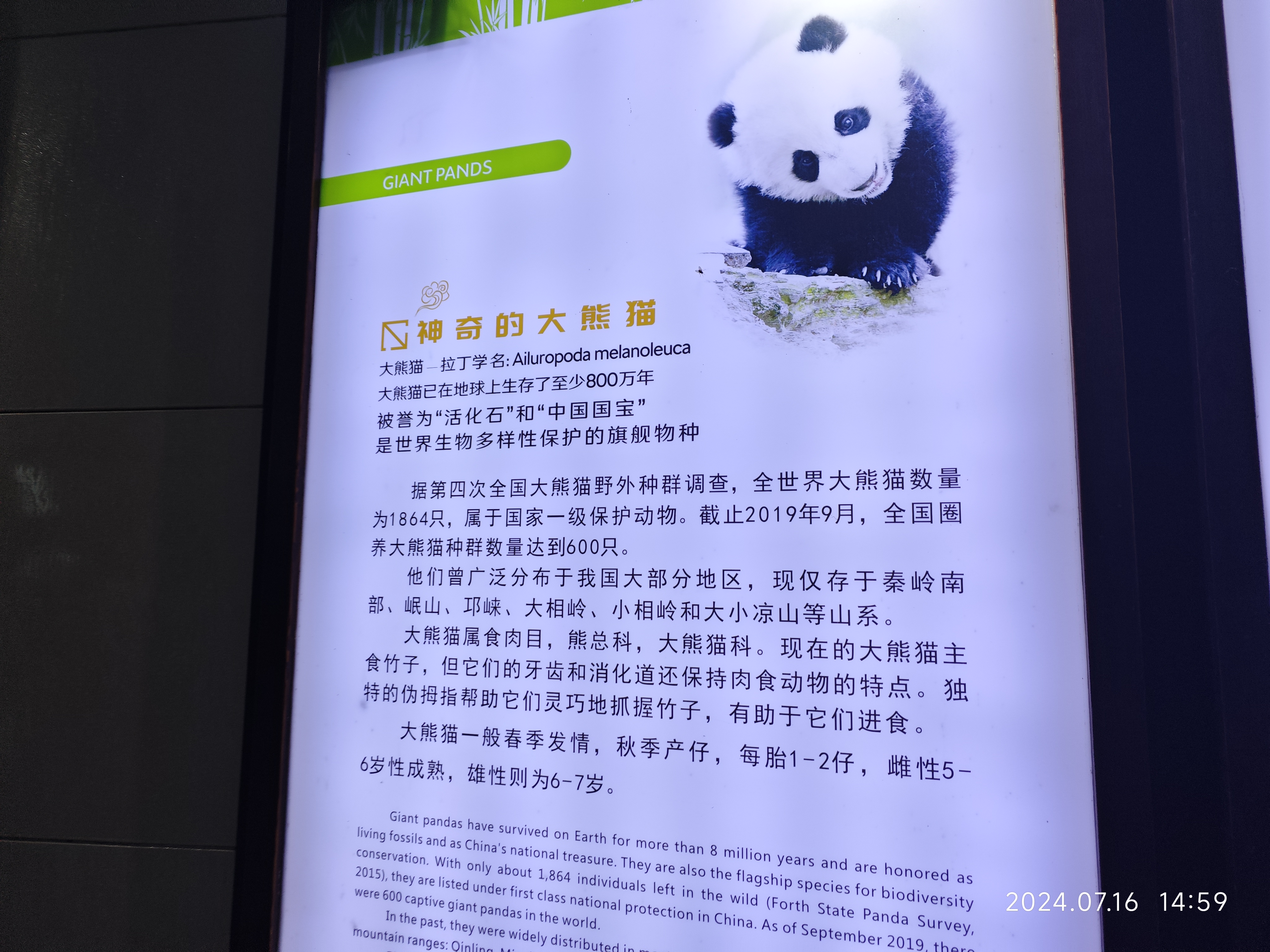 憨萌可爱熊猫谷!