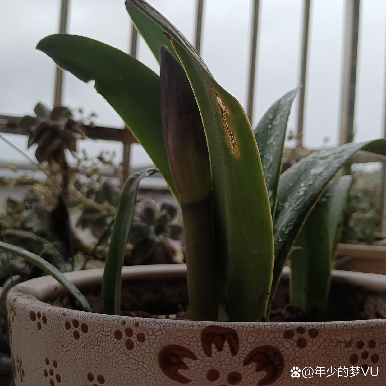 守候朱顶红从出芽到开花,没有什么目的就这样静静等待花开,享受确定它