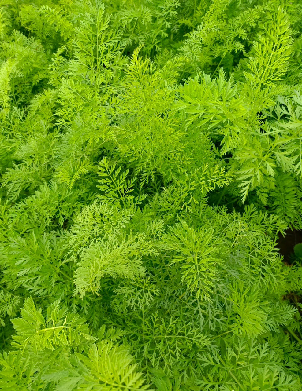 胡萝卜的菜叶子,好像香菜没长大的样子