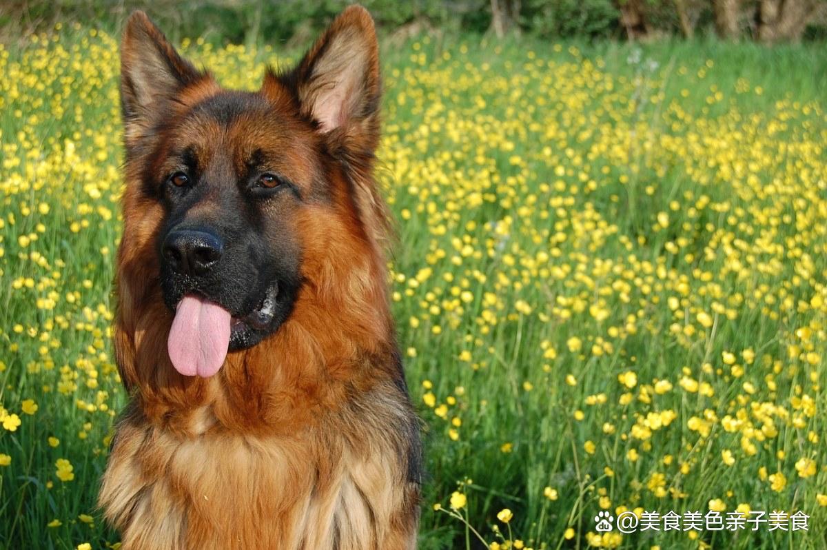 德国牧羊犬又名德牧,黑被,弓被,有天然警犬之美誉!