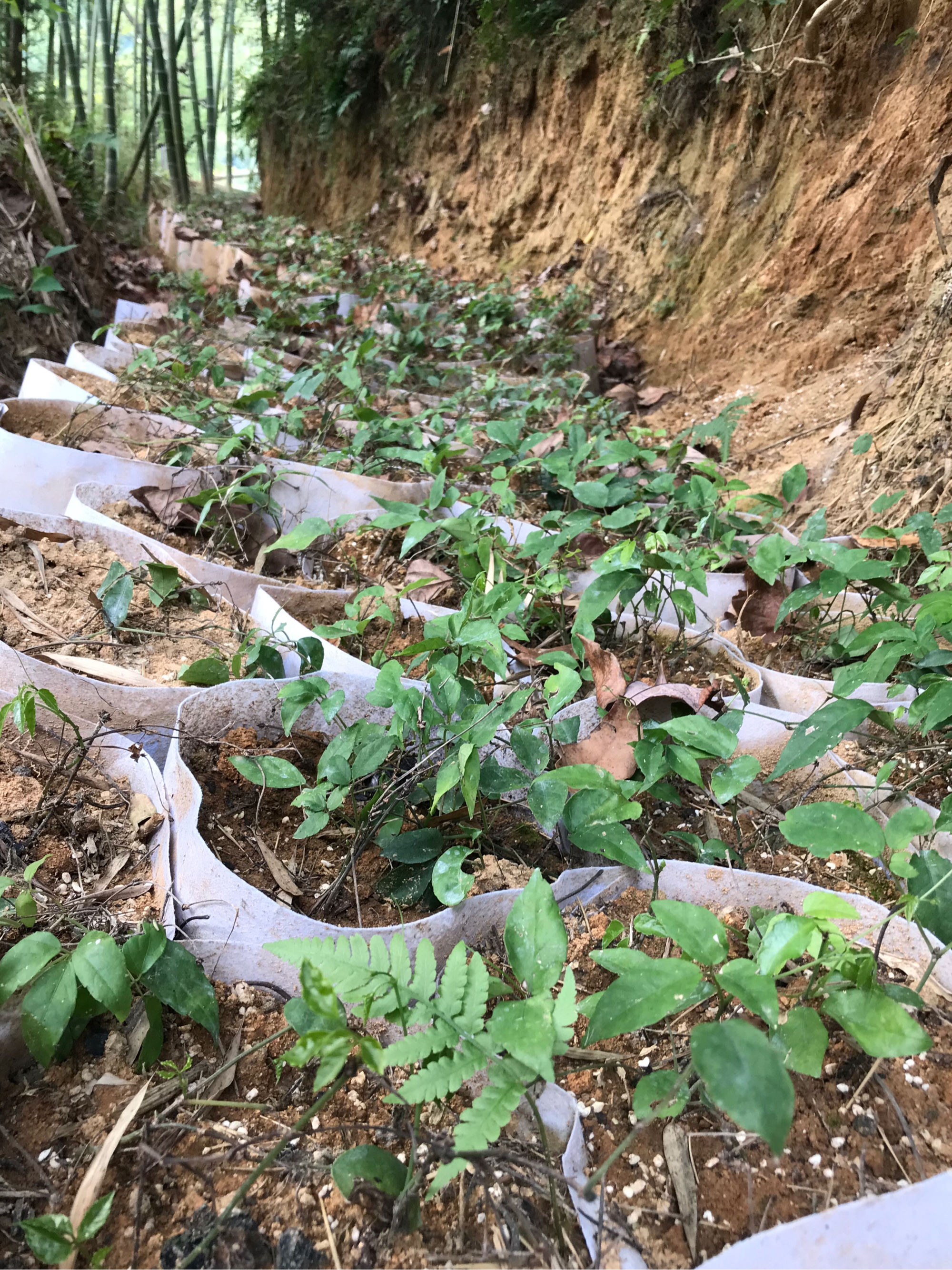 浙江三叶青种植基地图片