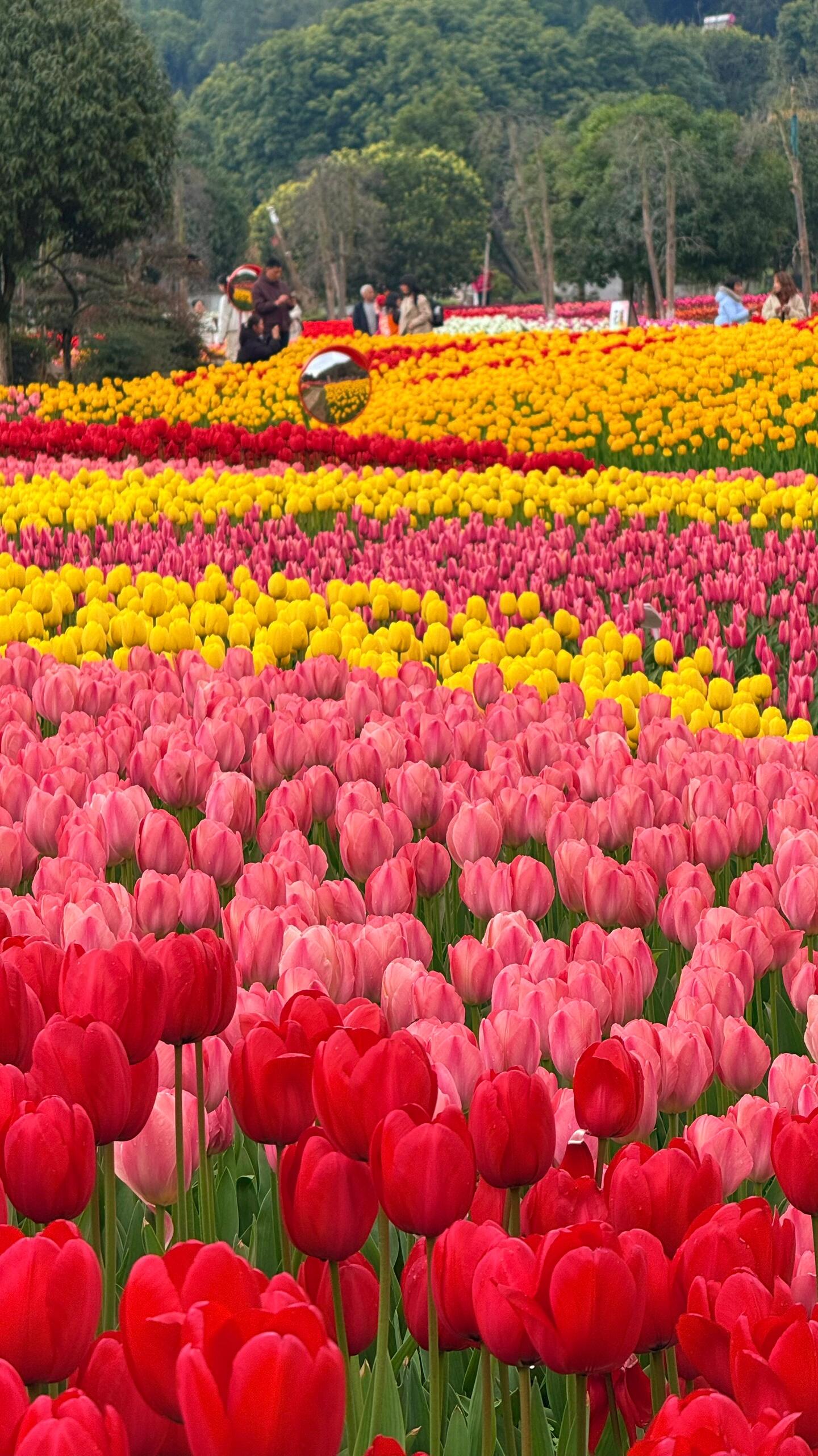 哇,这片郁金香花海也太美了吧!有来一起赏花的吗?