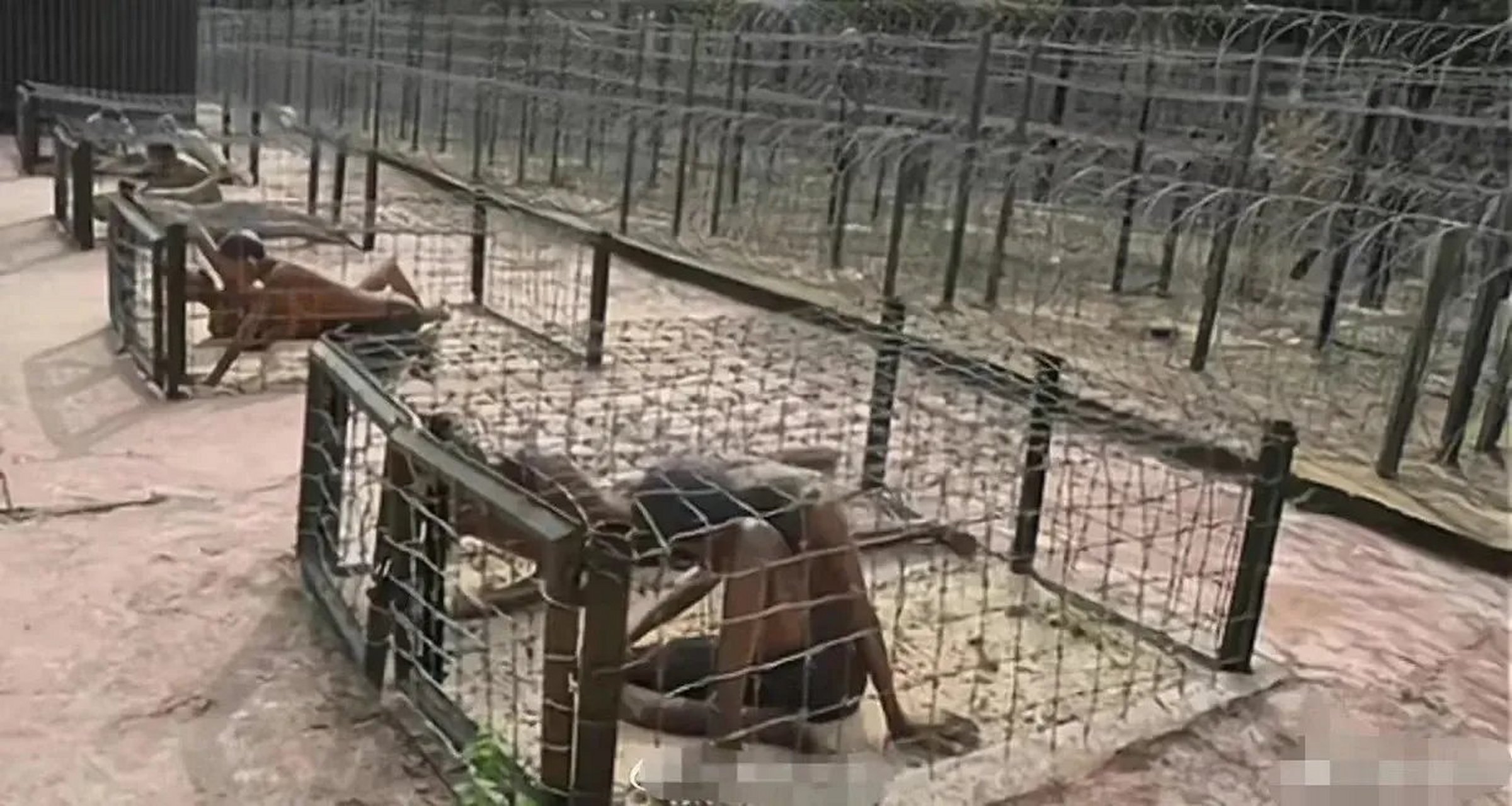 越南富国岛监狱里,北越人被囚押在不到一米高"老虎笼"里的情景,痛苦不