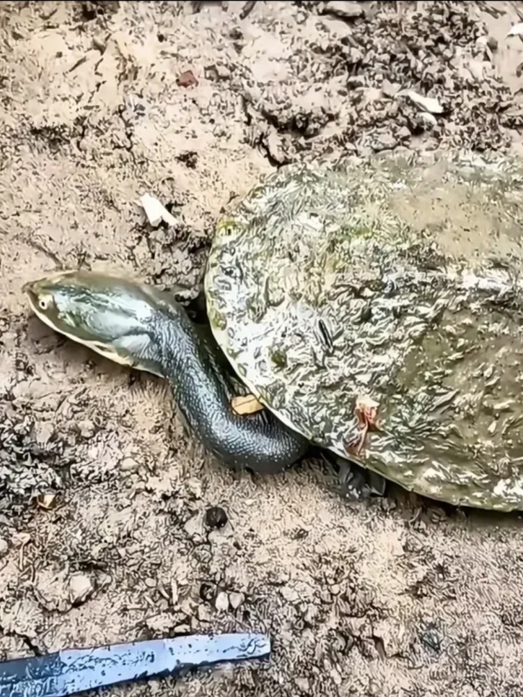 四肢舒展,尽享阳光温暖