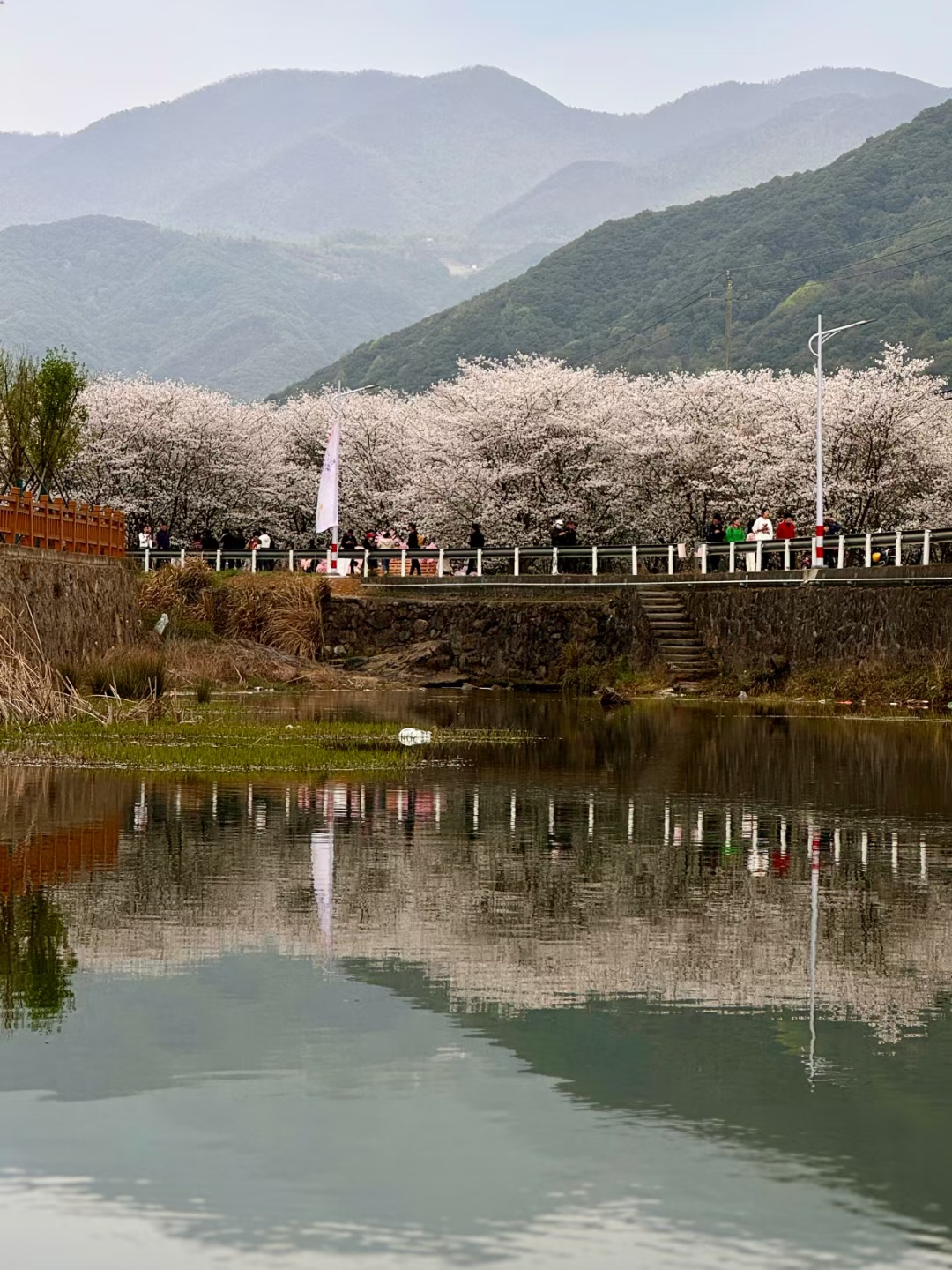 张村樱花谷花期图片