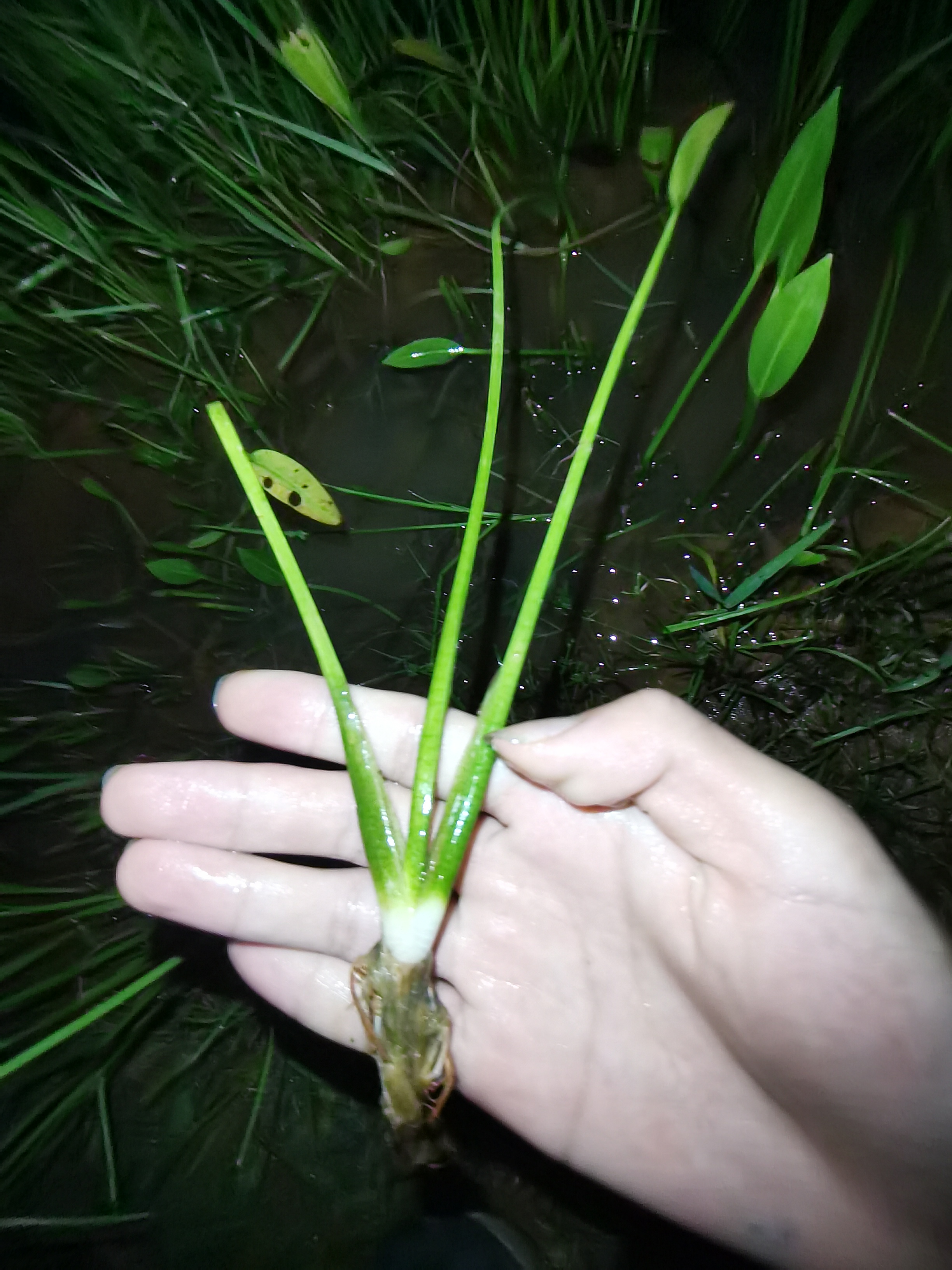 泽泻