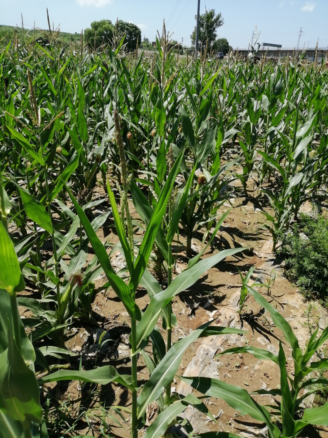 座标山西左权县,路边的一块玉米地拍的,基本上已经可以预见秋收时的收