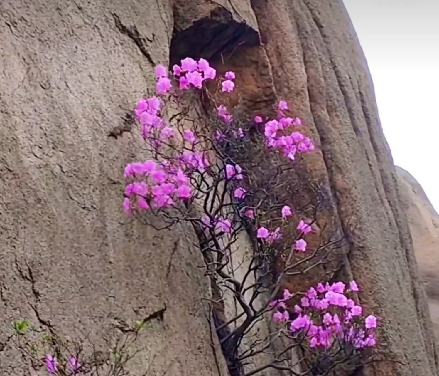 夹缝当中求生存,不畏艰险扎下根.昂首挺立迎风展, 傲骨铮铮尽开颜.