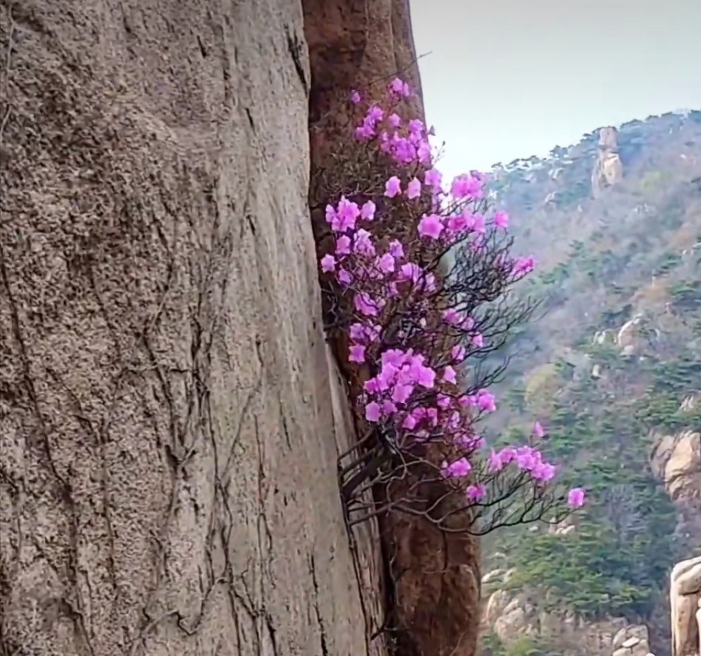 夹缝当中求生存,不畏艰险扎下根.昂首挺立迎风展, 傲骨铮铮尽开颜.