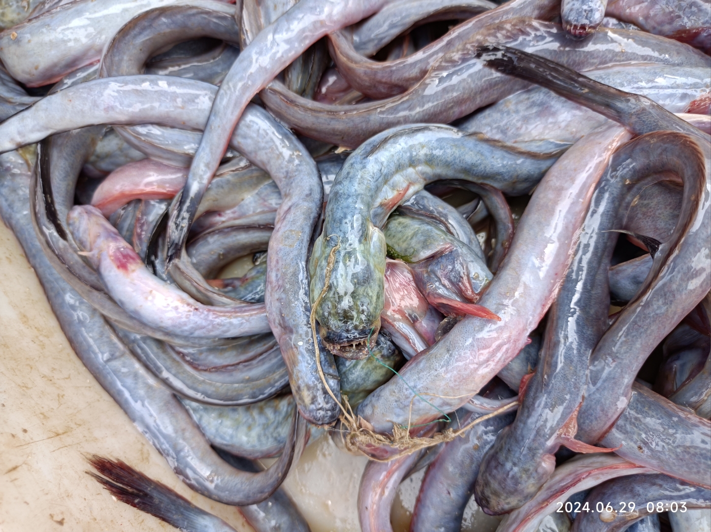 一大早看到渔民在卖这种看起来邪恶的鱼类,让人联想到异型#美食# 周围