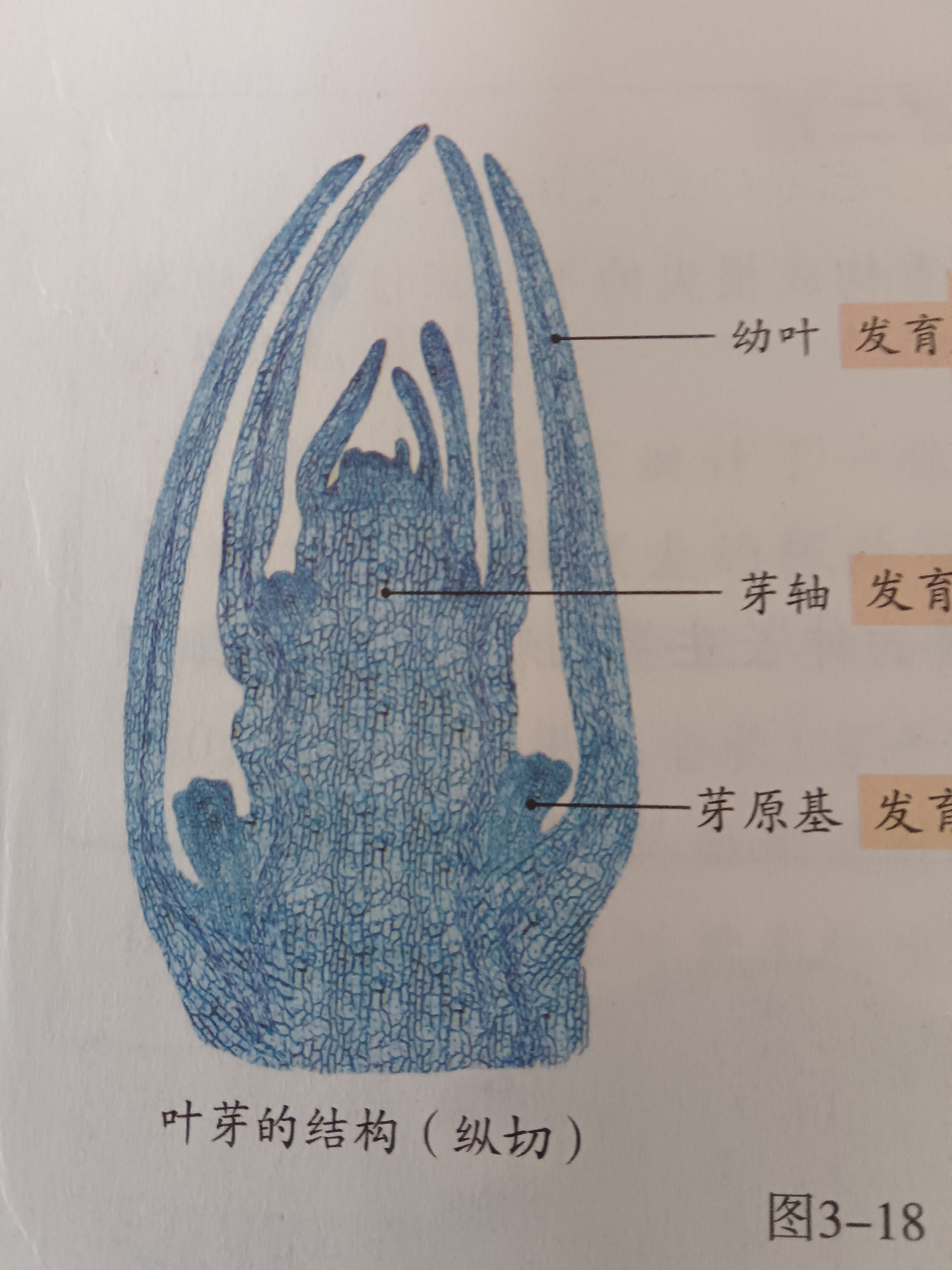 青蛙内脏解剖手绘图图片