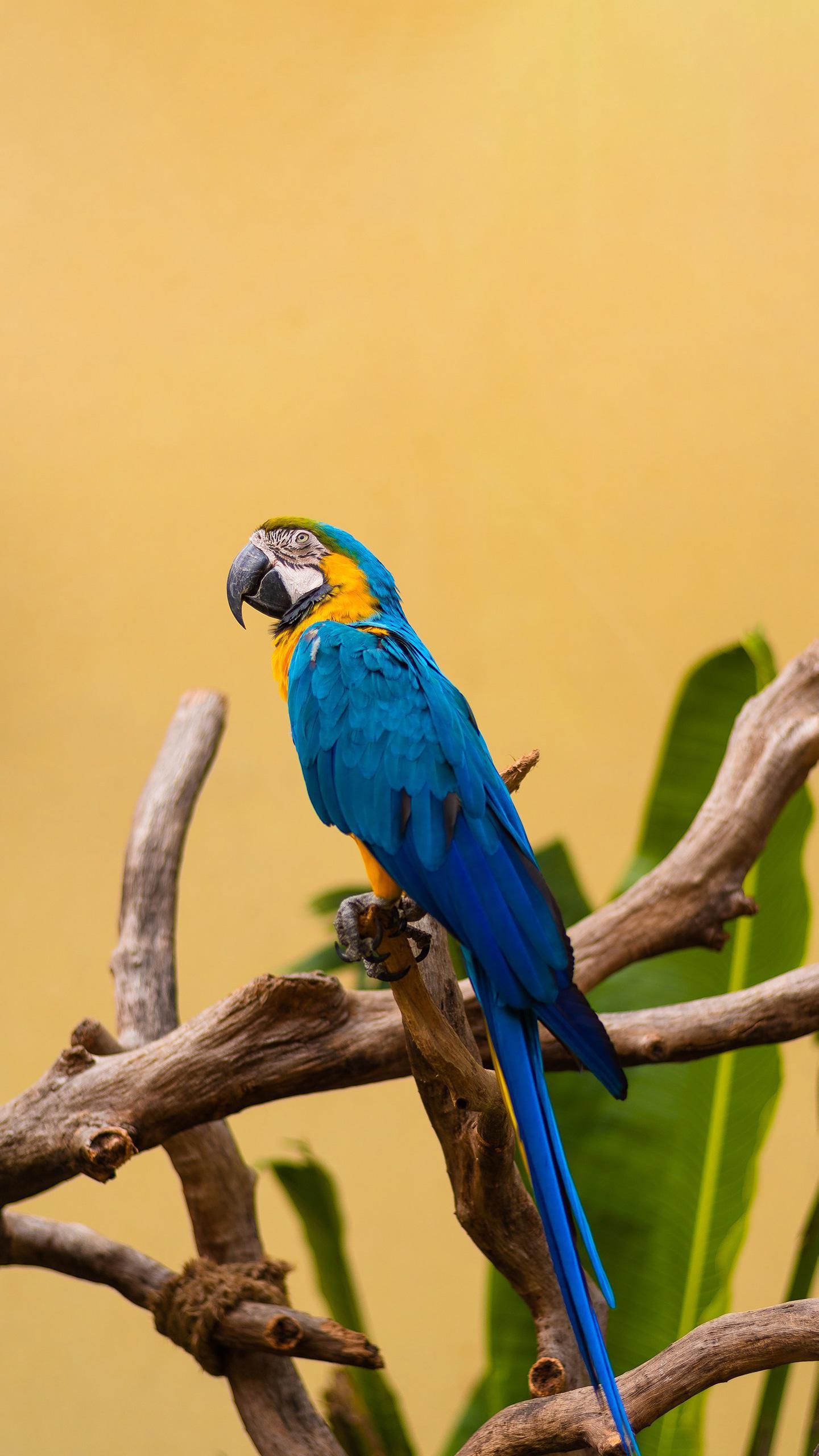 这只金刚鹦鹉真漂亮!它的羽毛有蓝色,黄色和白色,真是一种鲜艳的色彩!