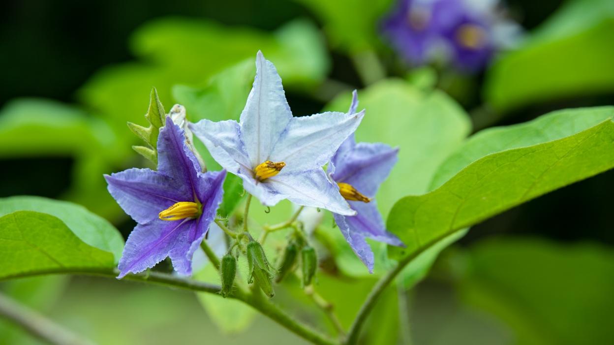 大茄花,果实有毒不能吃 哇!你们见过茄子花吗?这次我真的被惊艳到了!